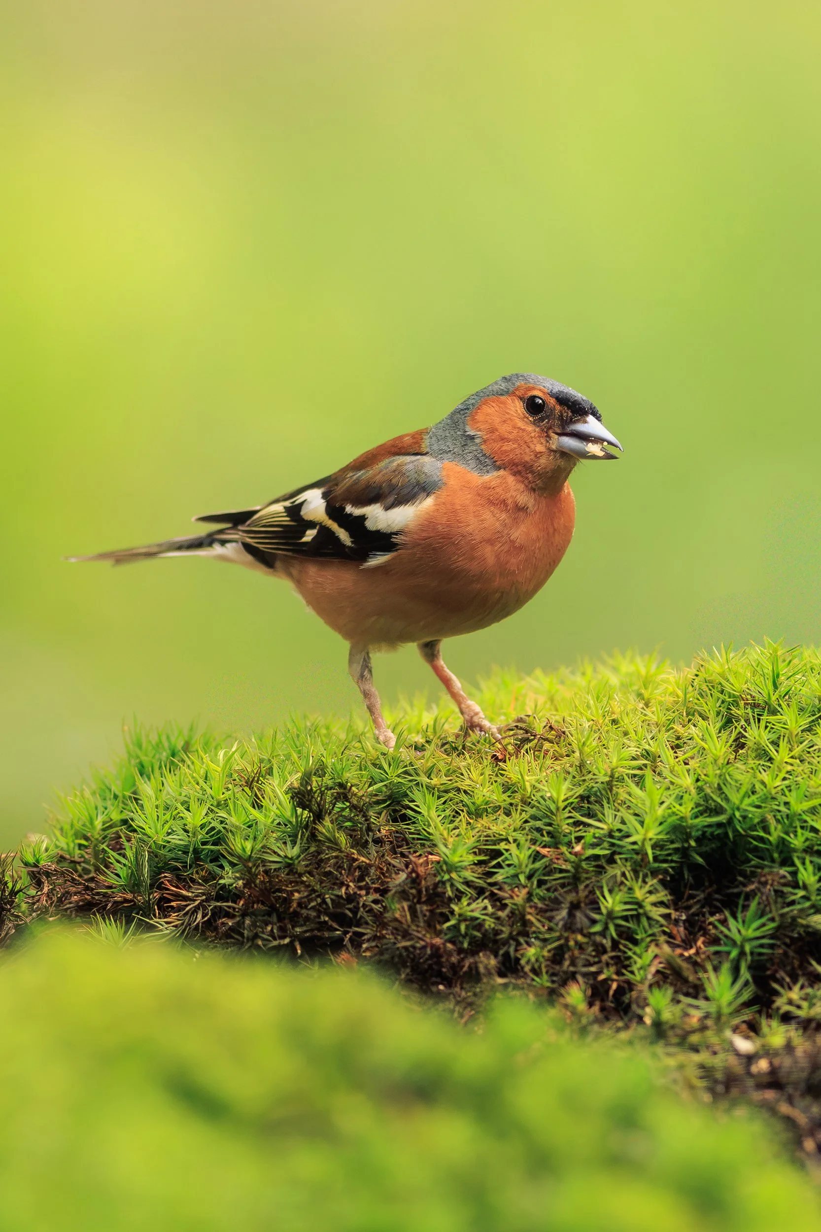 Vogelhut Erspelo 1.jpg