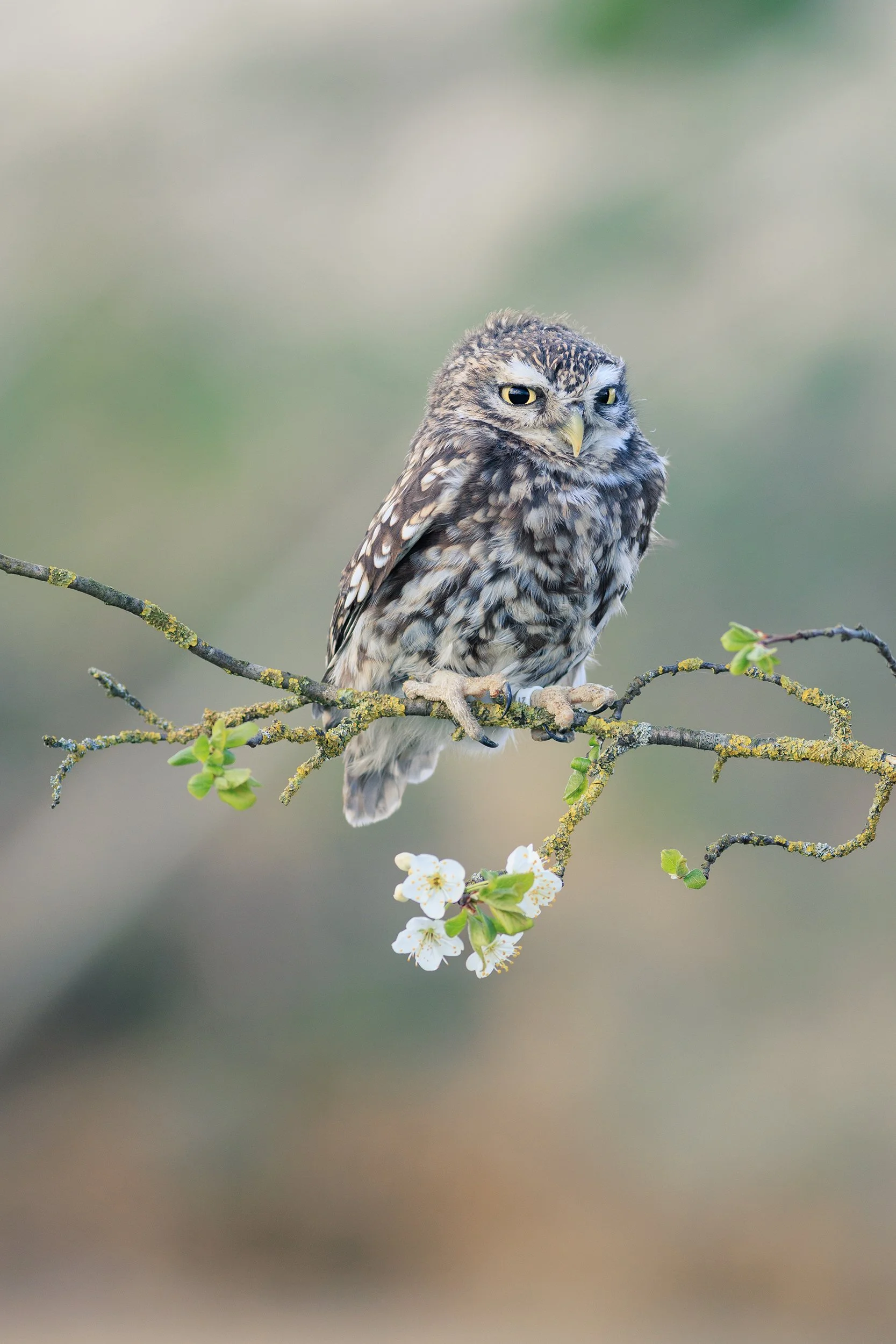 De valk roofvogels - Steenuil 3.jpg