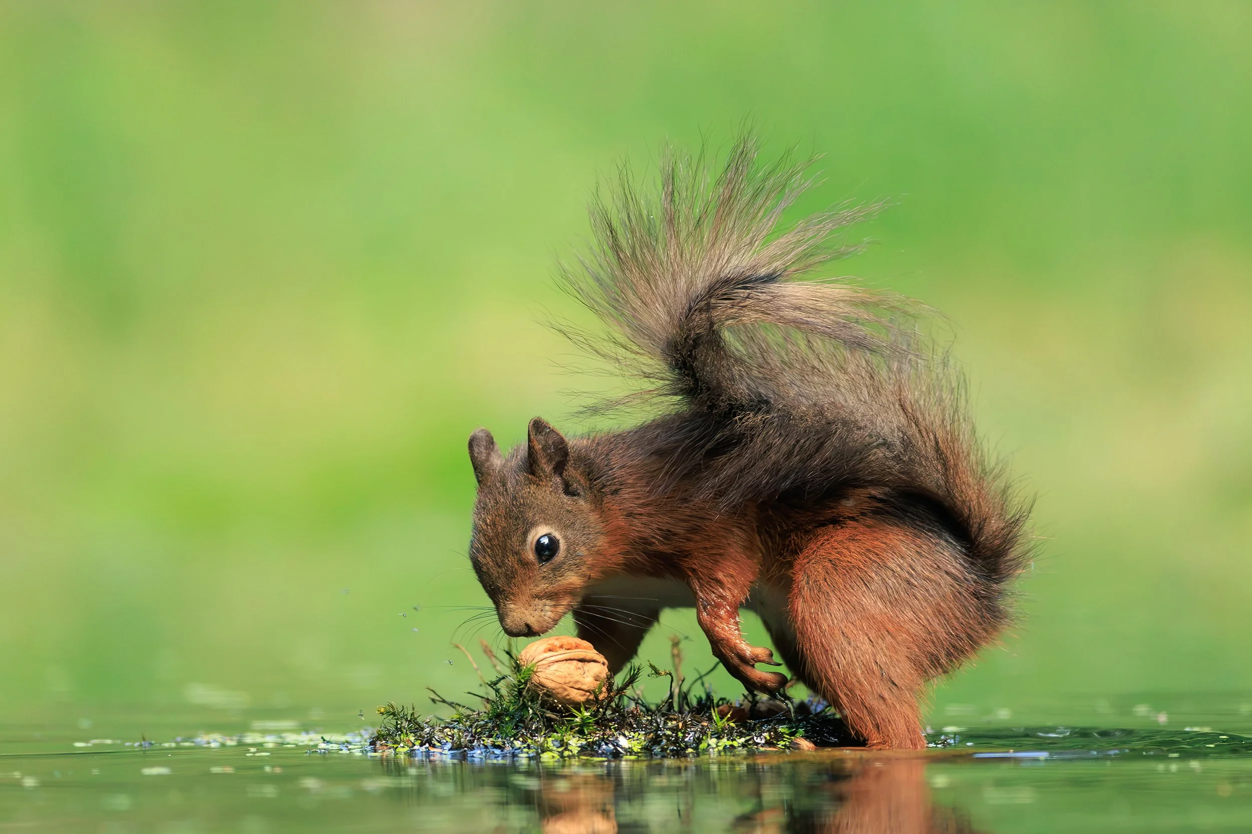 Squirrels