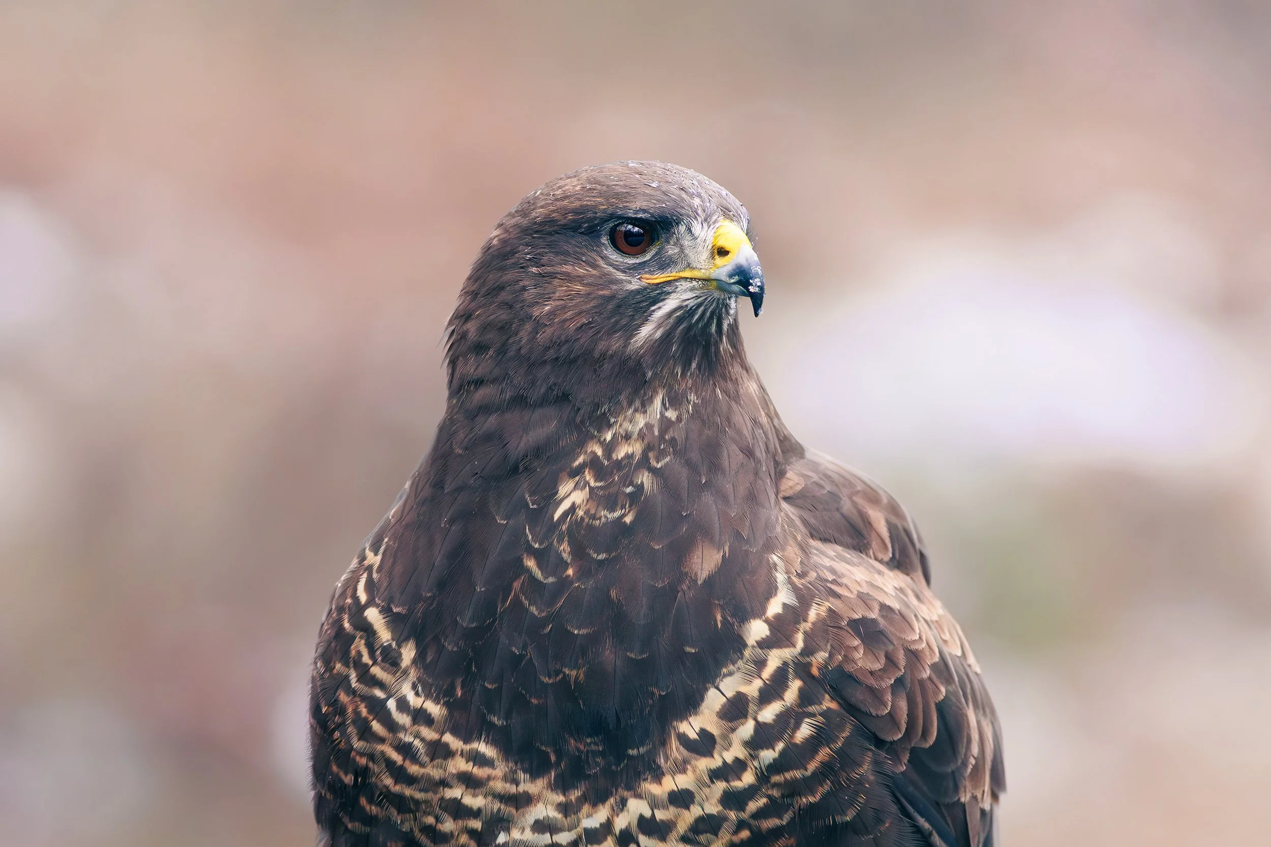 1A8A2253 - Vogelhut Erspelo - Buizerd.jpg