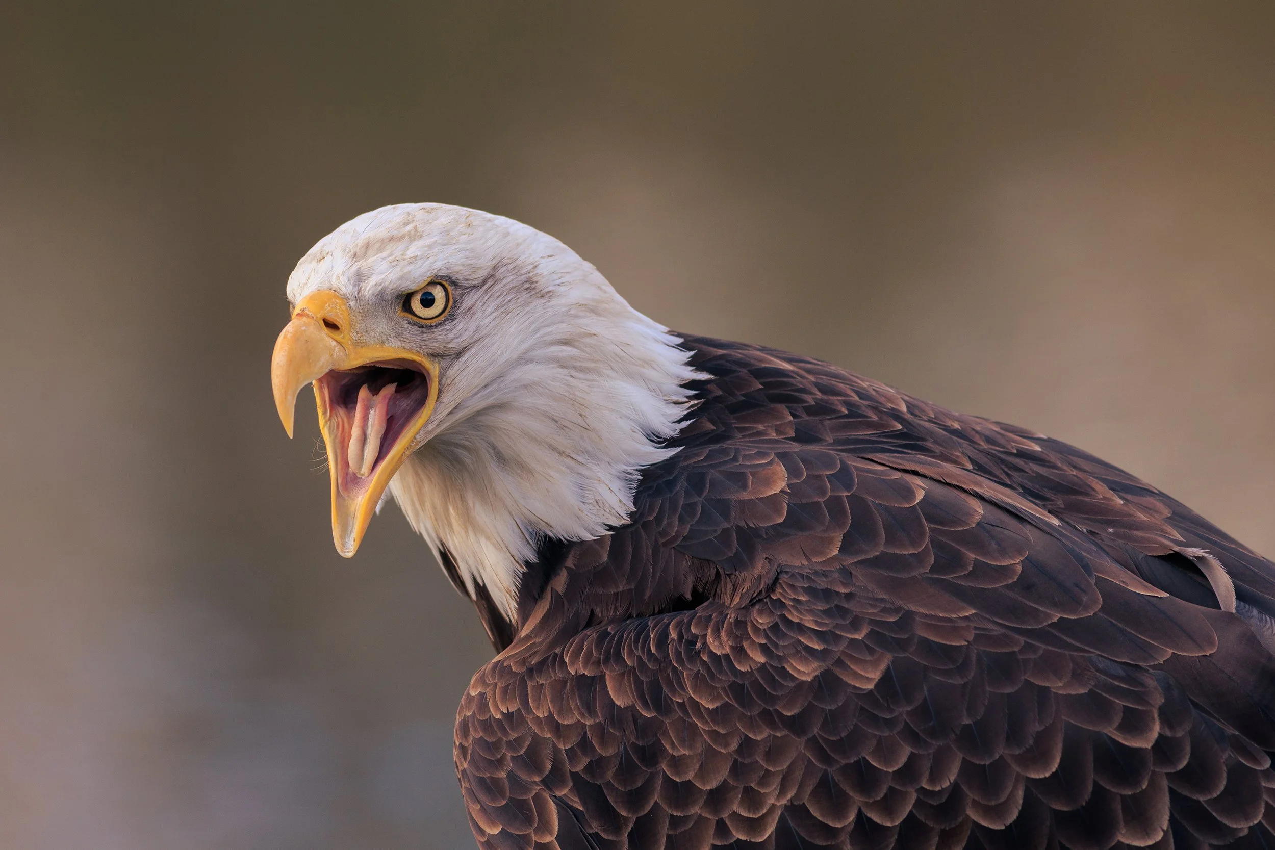 The Valk Birds of Prey