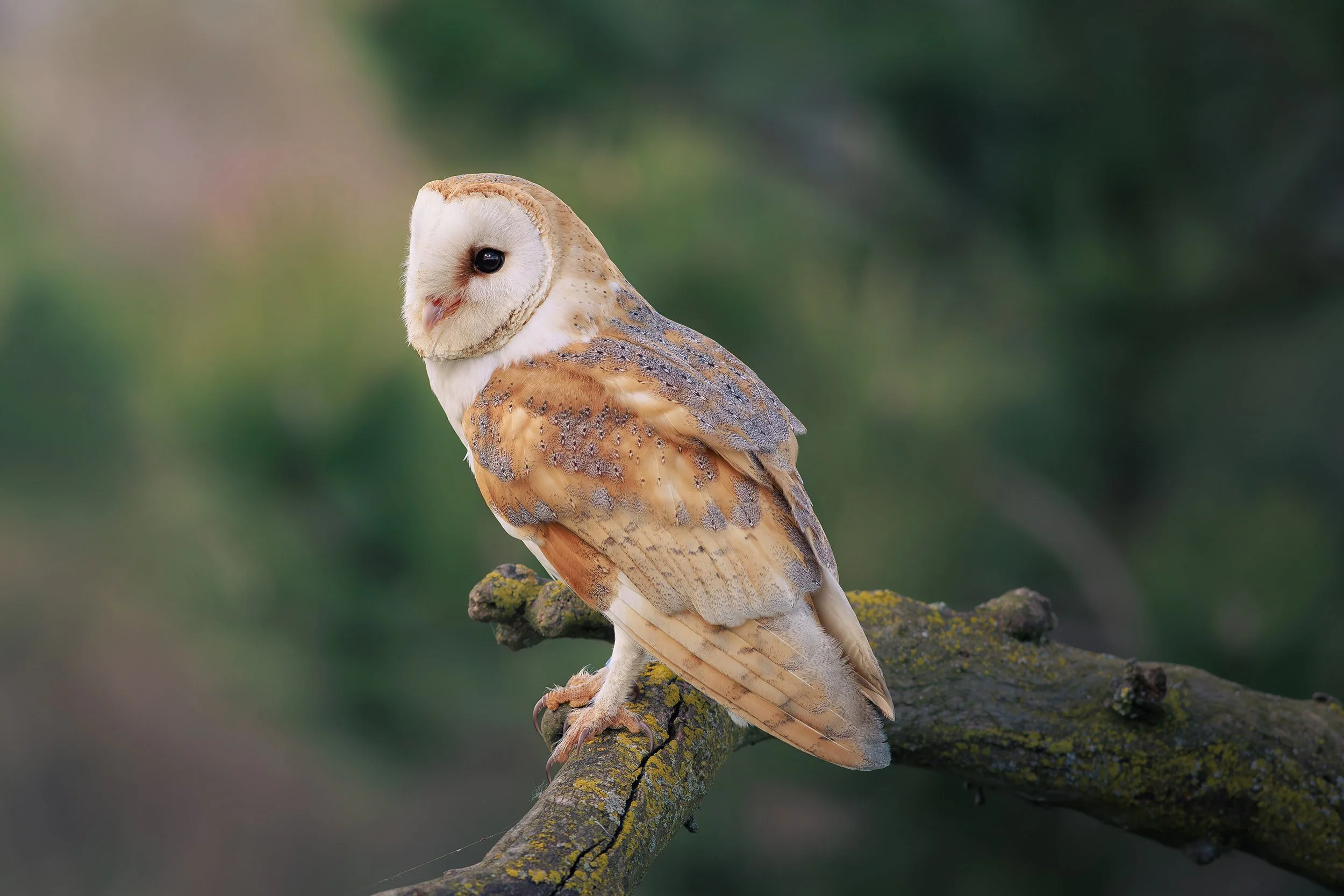 De valk roofvogels - kerkuil 3.jpg