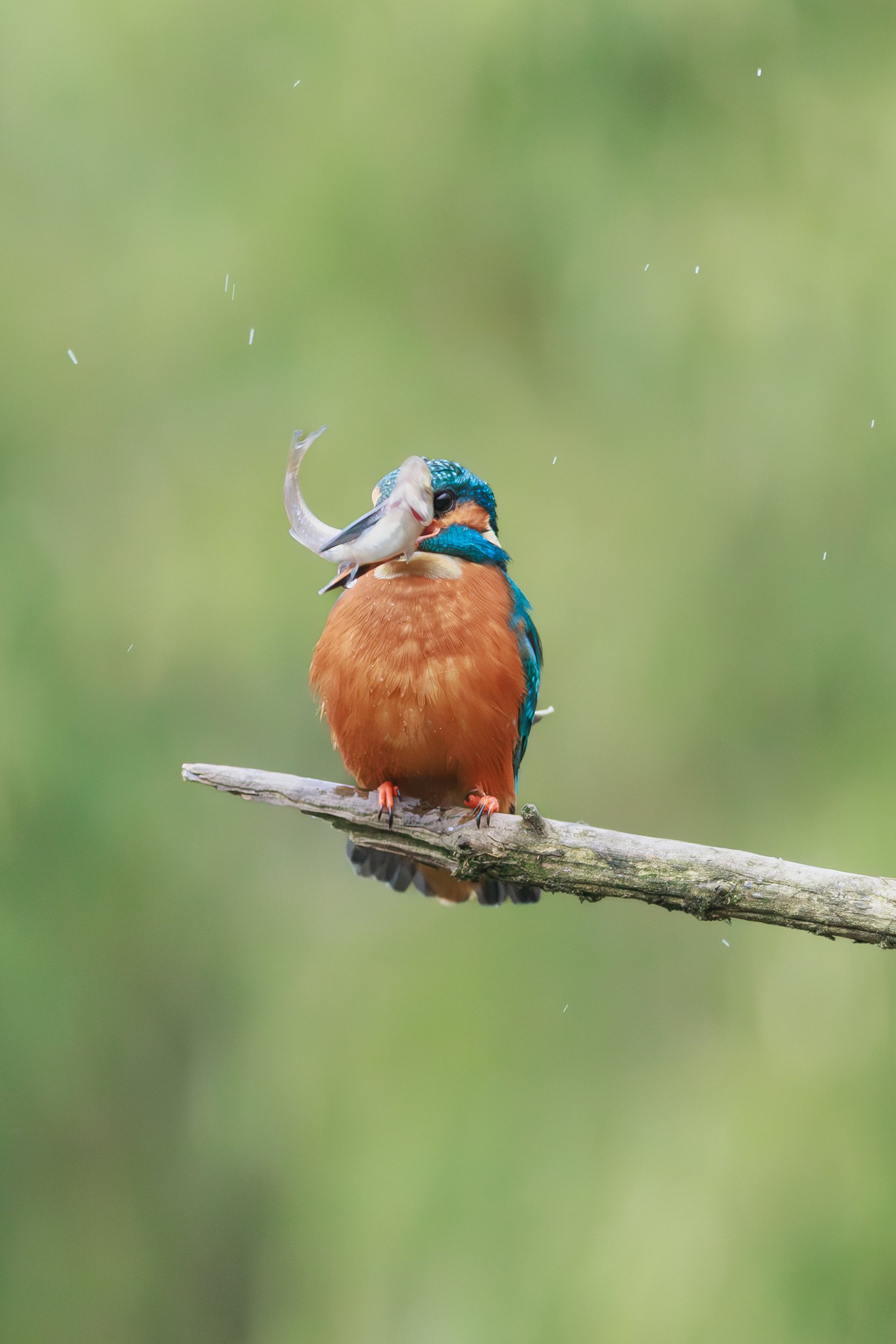 My First Kingfisher