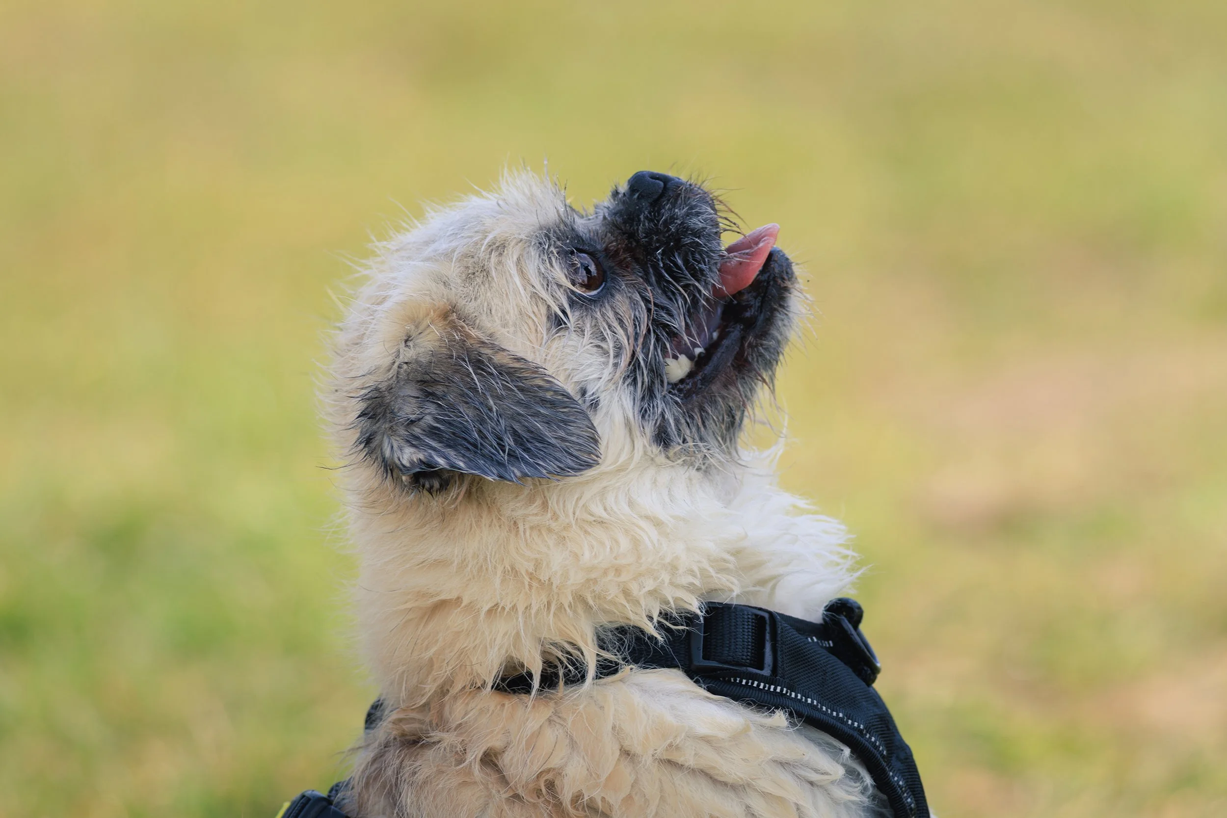Guci bij de honden Rietplas 2026 (3).jpg