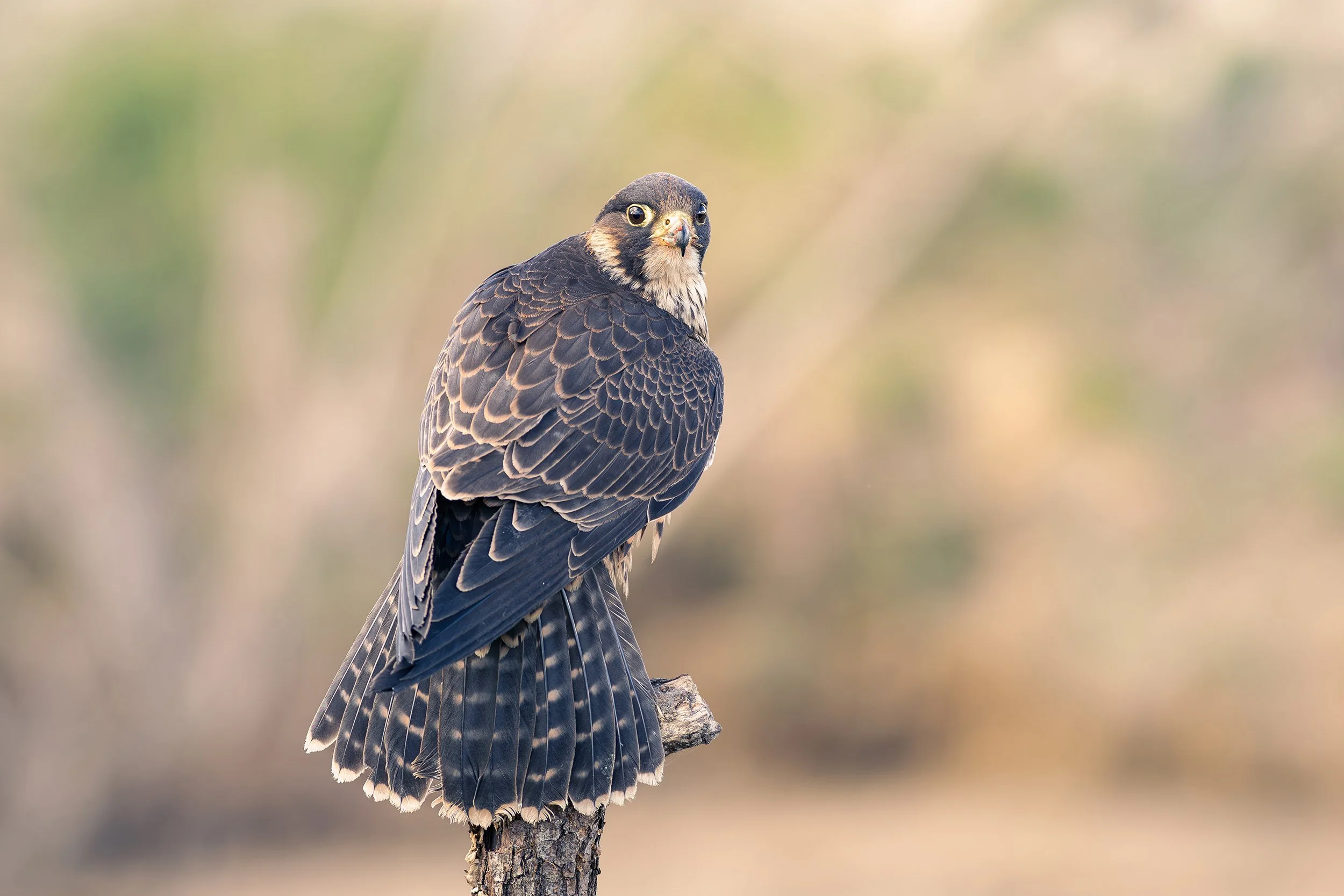 De valk roofvogels - Slechtvalk 1.jpg