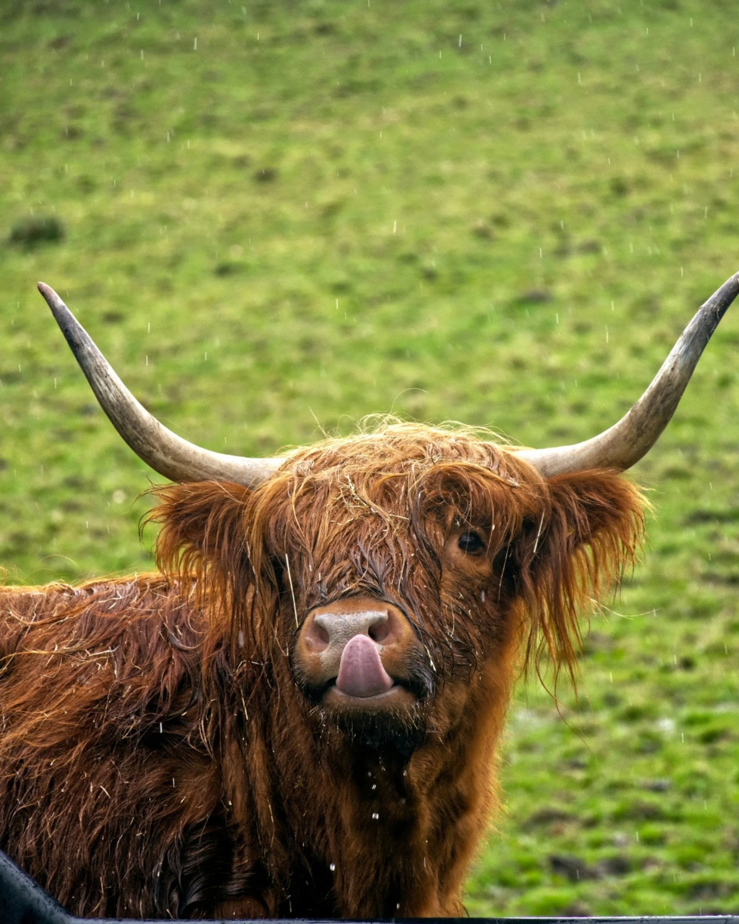Close-up of a Highland cow with wet brown fur and large curved horns, standing on a green field during rain.