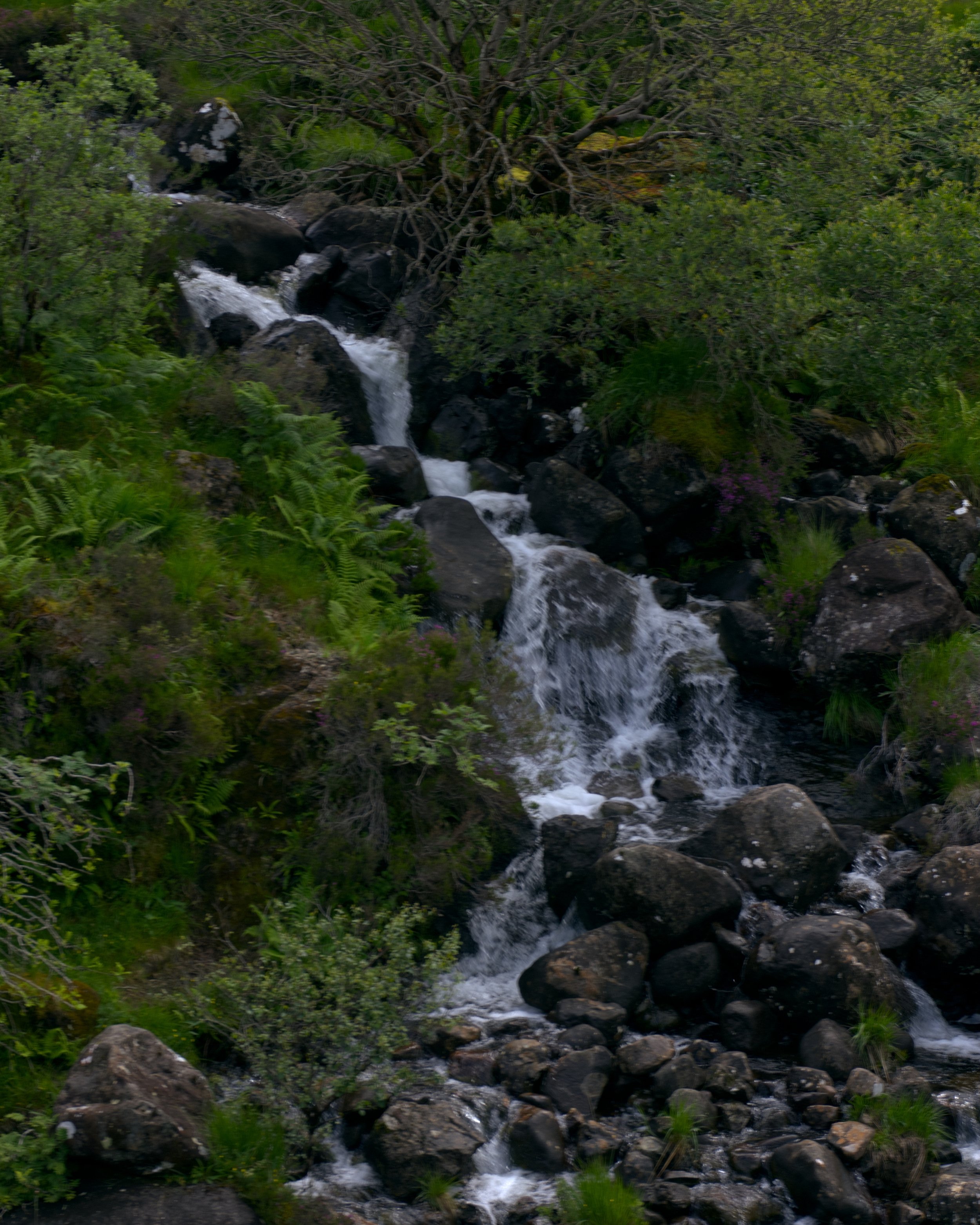 Skye fairy pools, small waterfall flowing over rocks surrounded by lush green plants and bushes.
