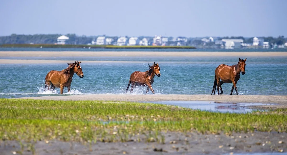 Three horses running through shallow water along a shoreline, with buildings and trees in the background.