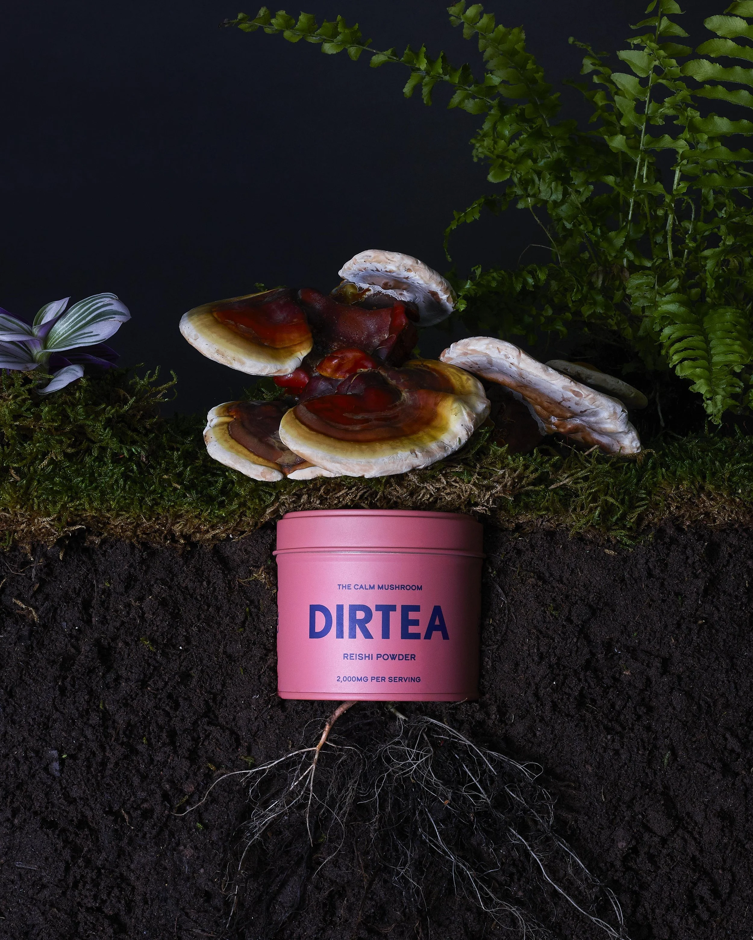 DIRTEA_12.02.23116560.jpg