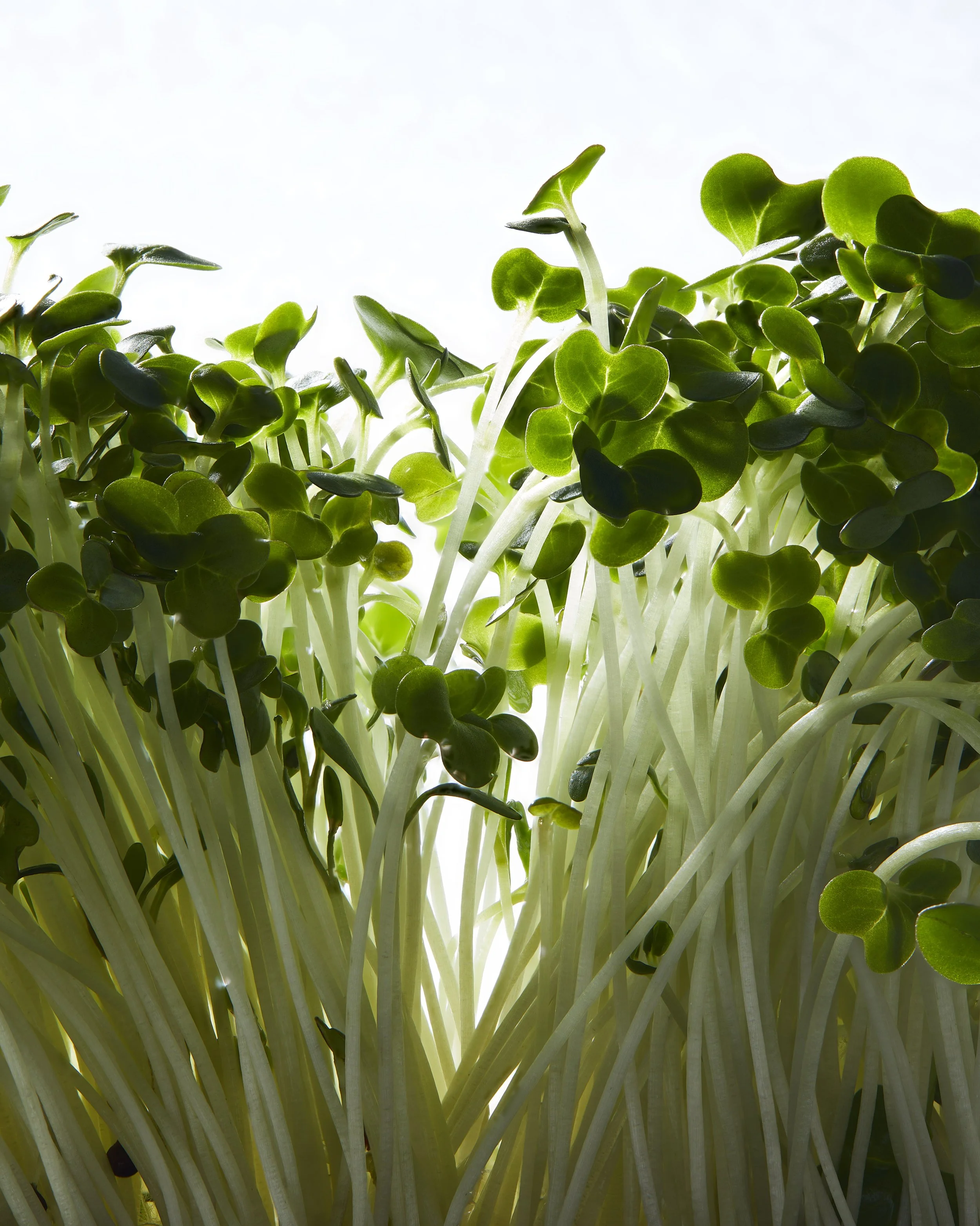Watercress_Through_Stack_1 copy.jpg