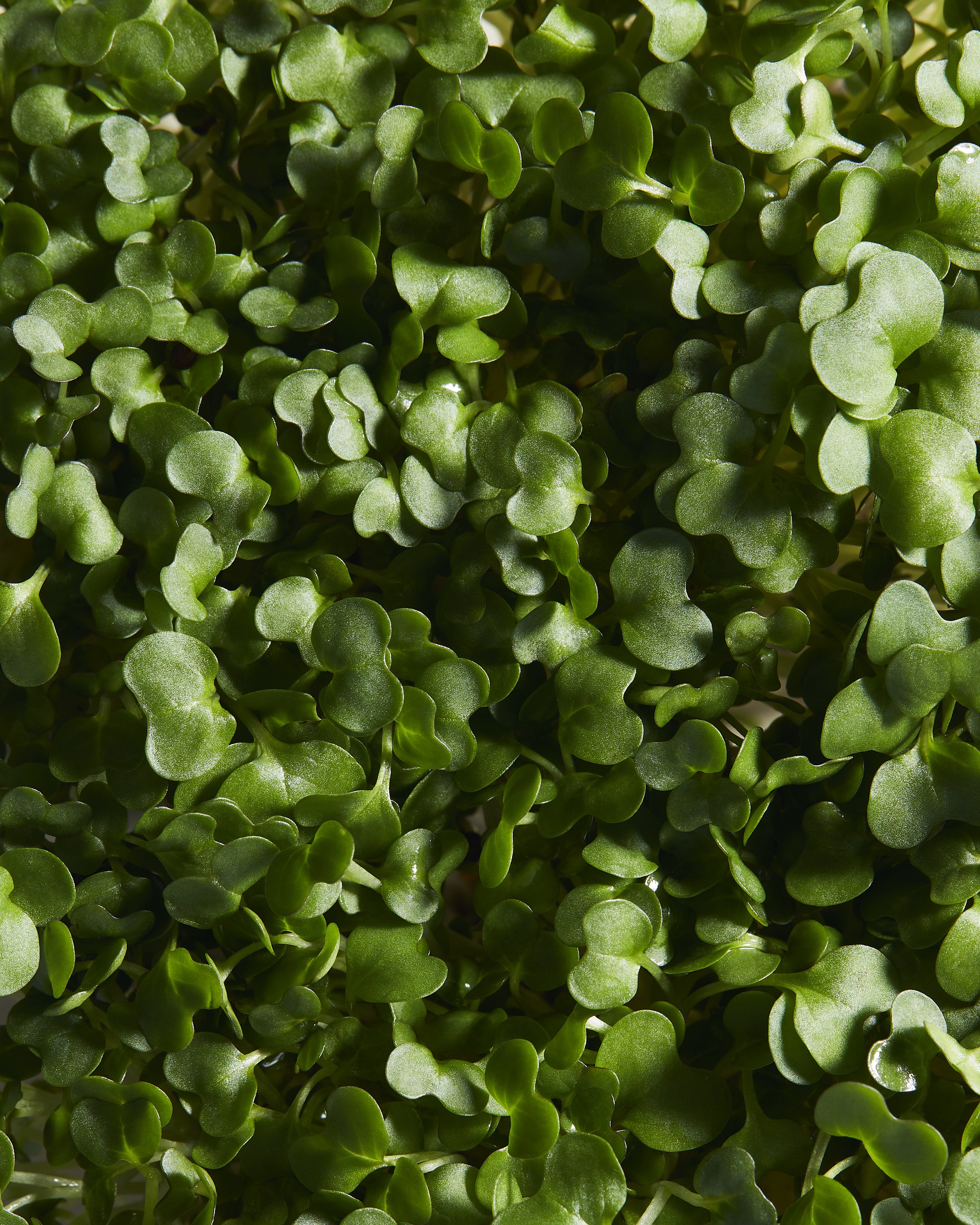 Watercress_March 3 copy.jpg