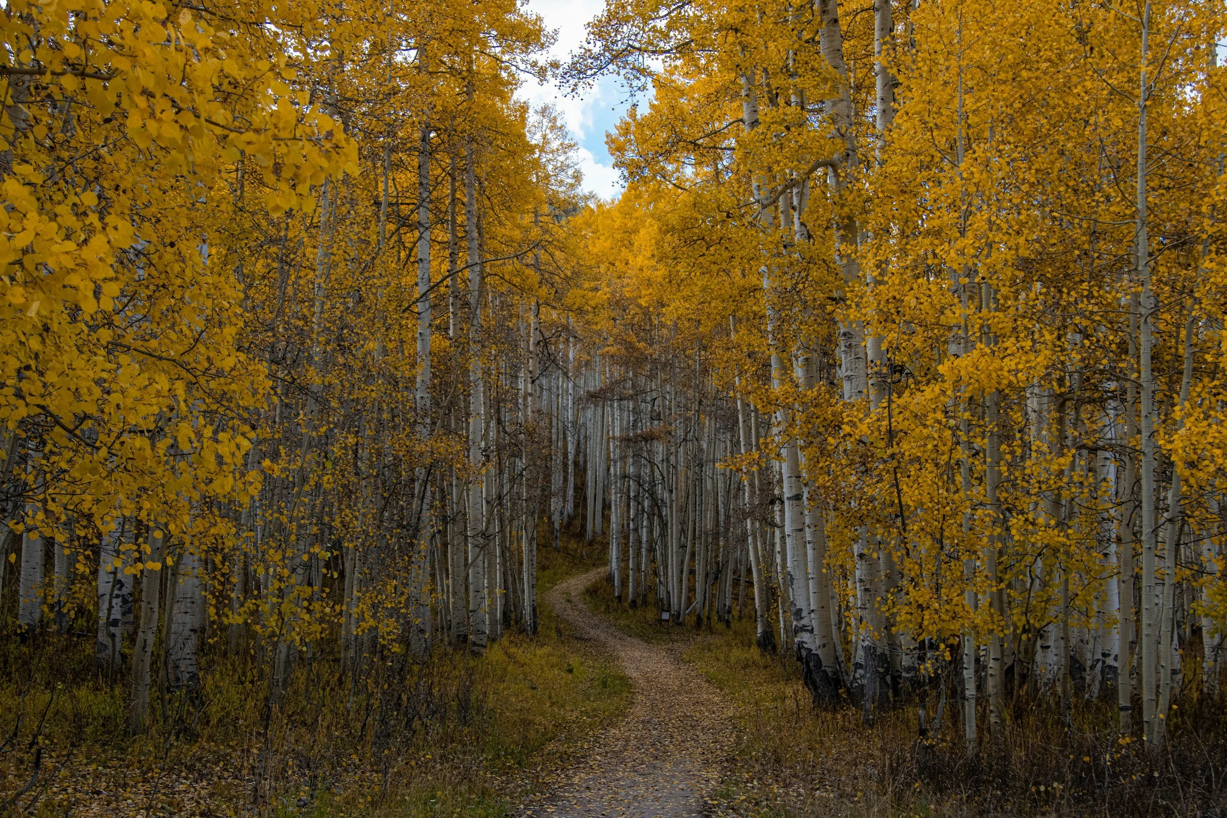 A dirt path through a forest of tall white-barked trees with yellow autumn leaves. The sky is partly cloudy.