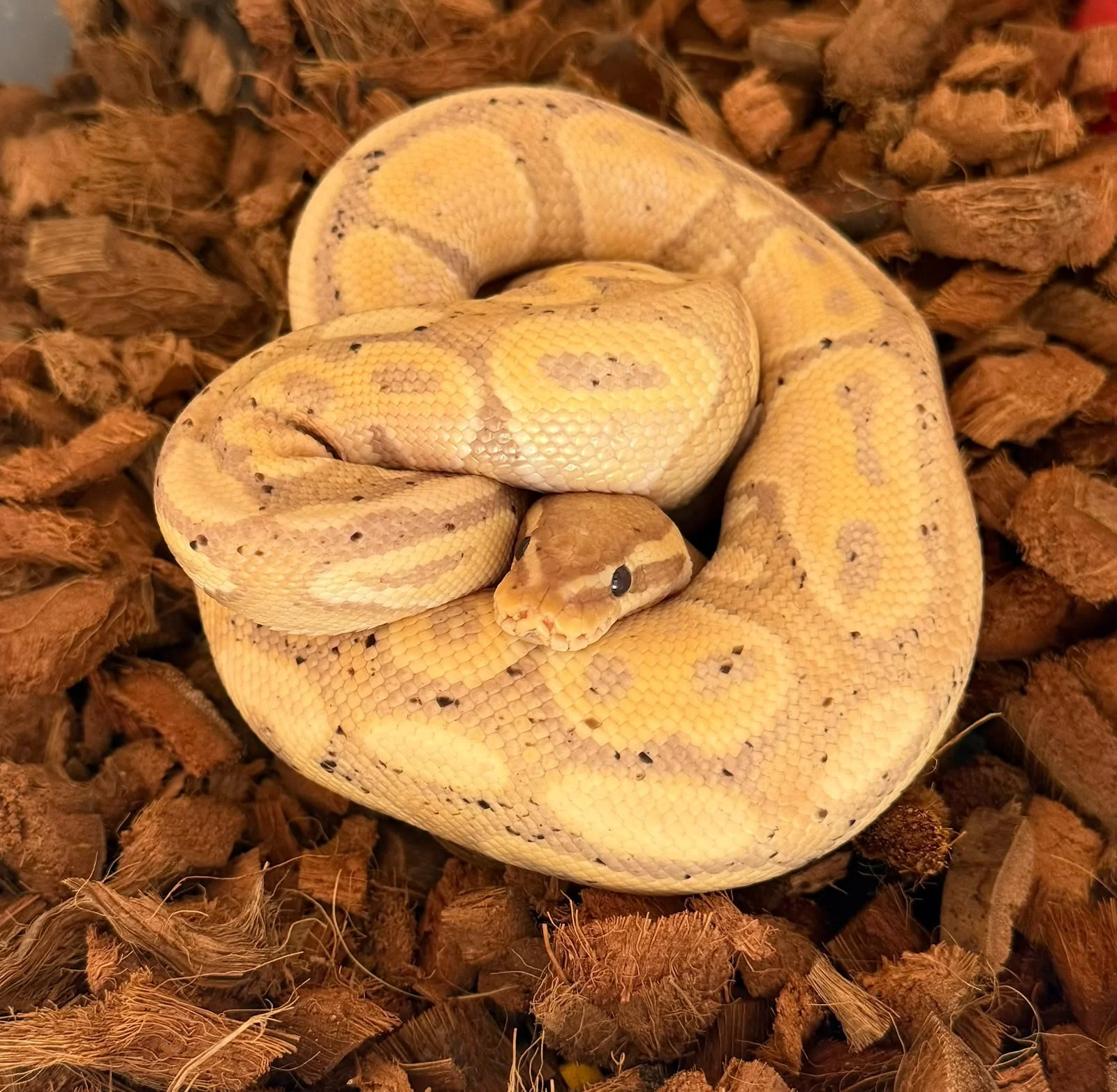 PITÓN BOLA BANANA YELLOW BELLY HET PIED MACHO REPRODUCTOR (PYTHON REGIUS)