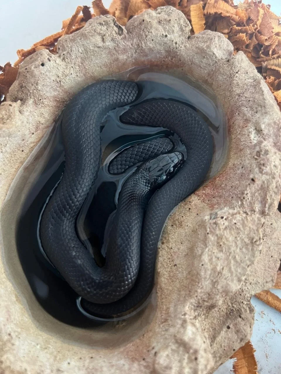 Serpiente negra en agua, en un recipiente de piedra, rodeada de corteza de árbol.