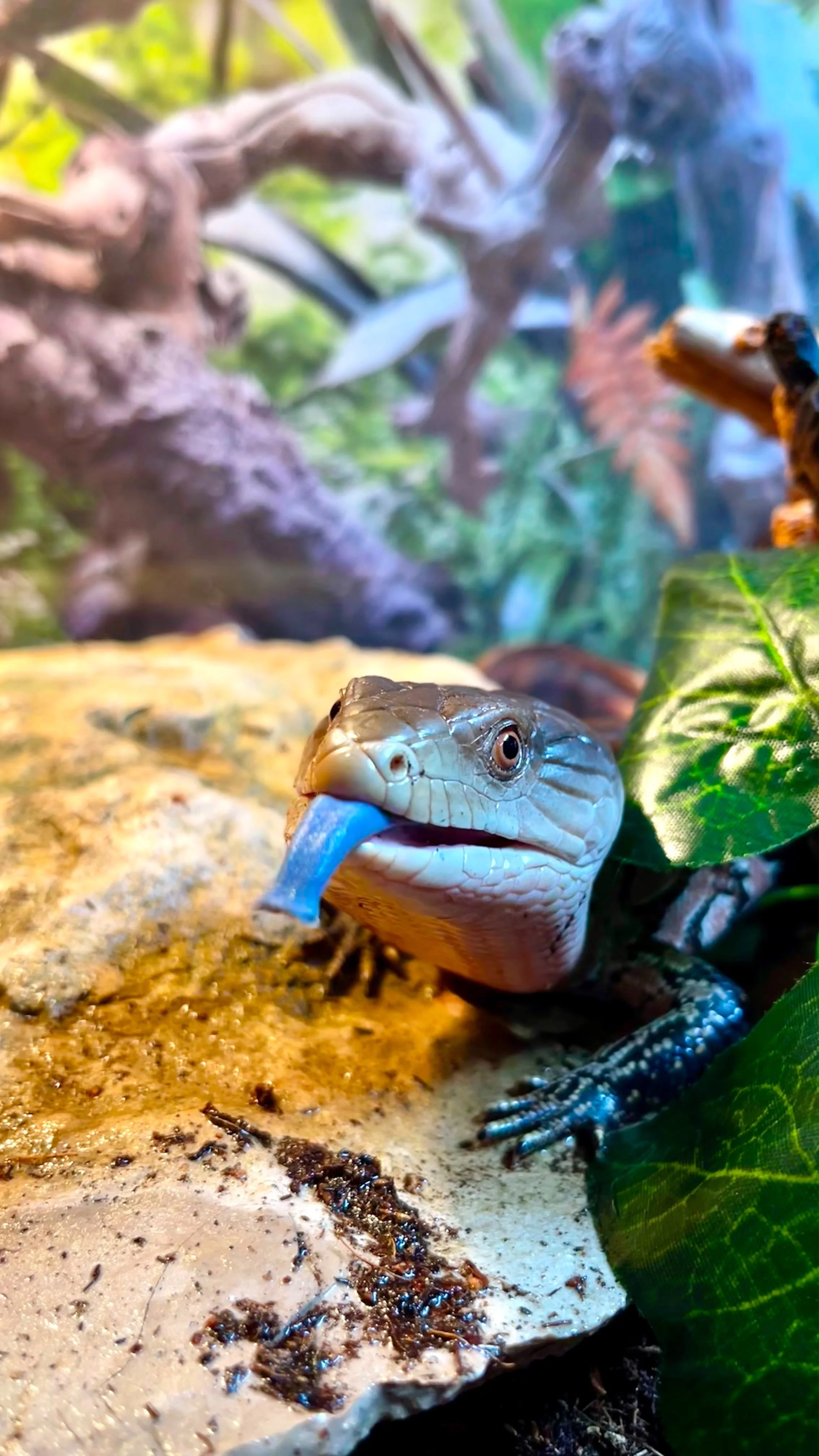 Un lagarto con la lengua azul en un entorno de selva o bosque con ramas y hojas verdes.