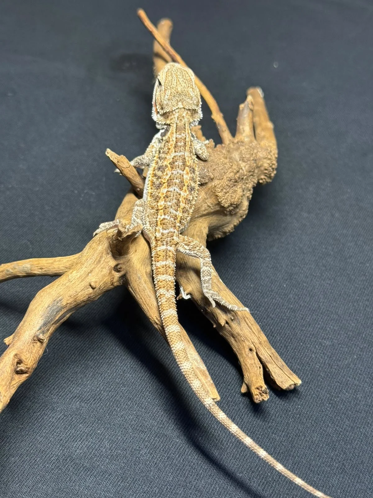 DRAGÓN BARBUDO MACHO (POGONA VITTICEPS)
