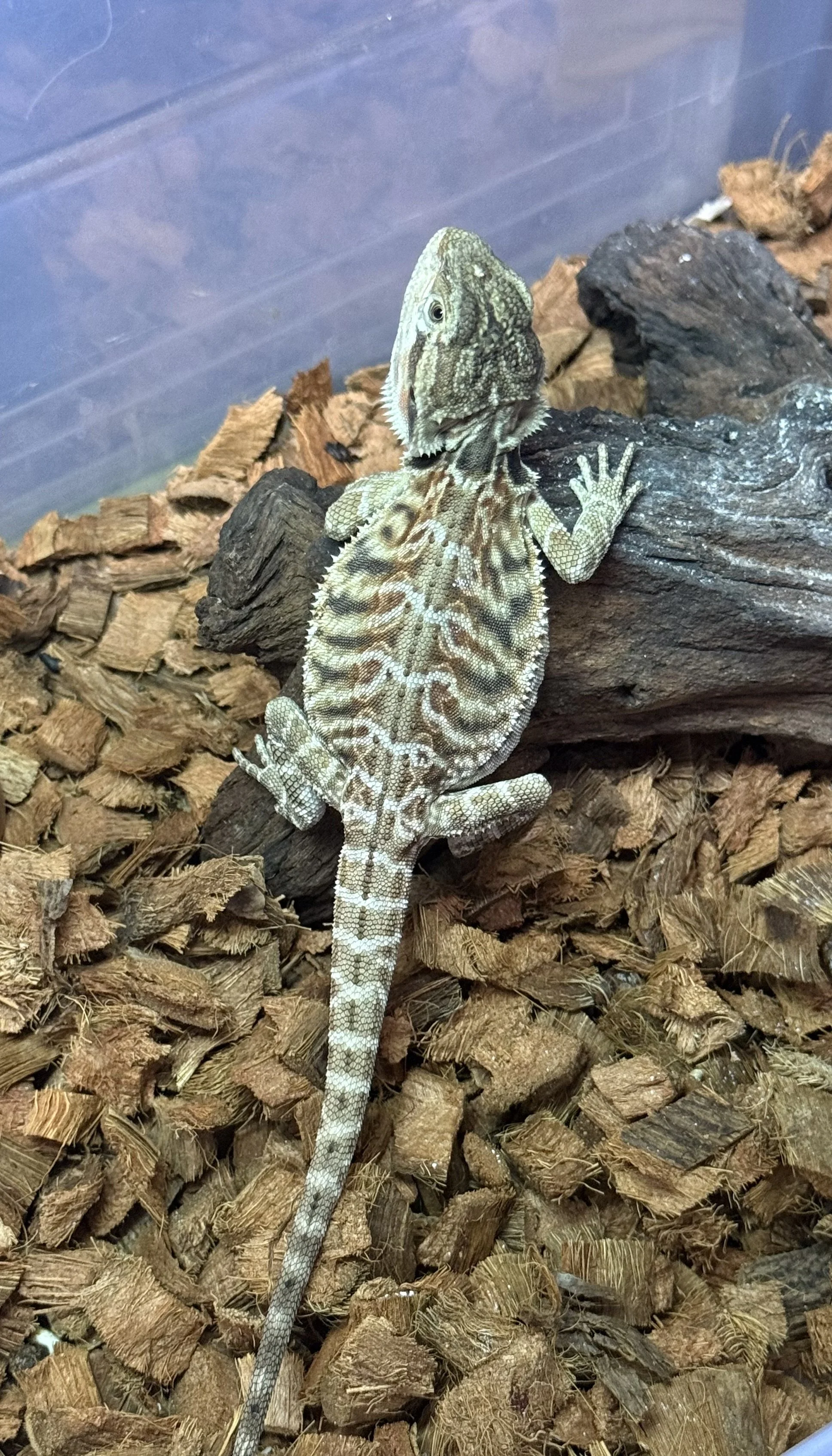 DRAGÓN BARBUDO HET WITBLITS HEMBRA (POGONA VITTICEPS)