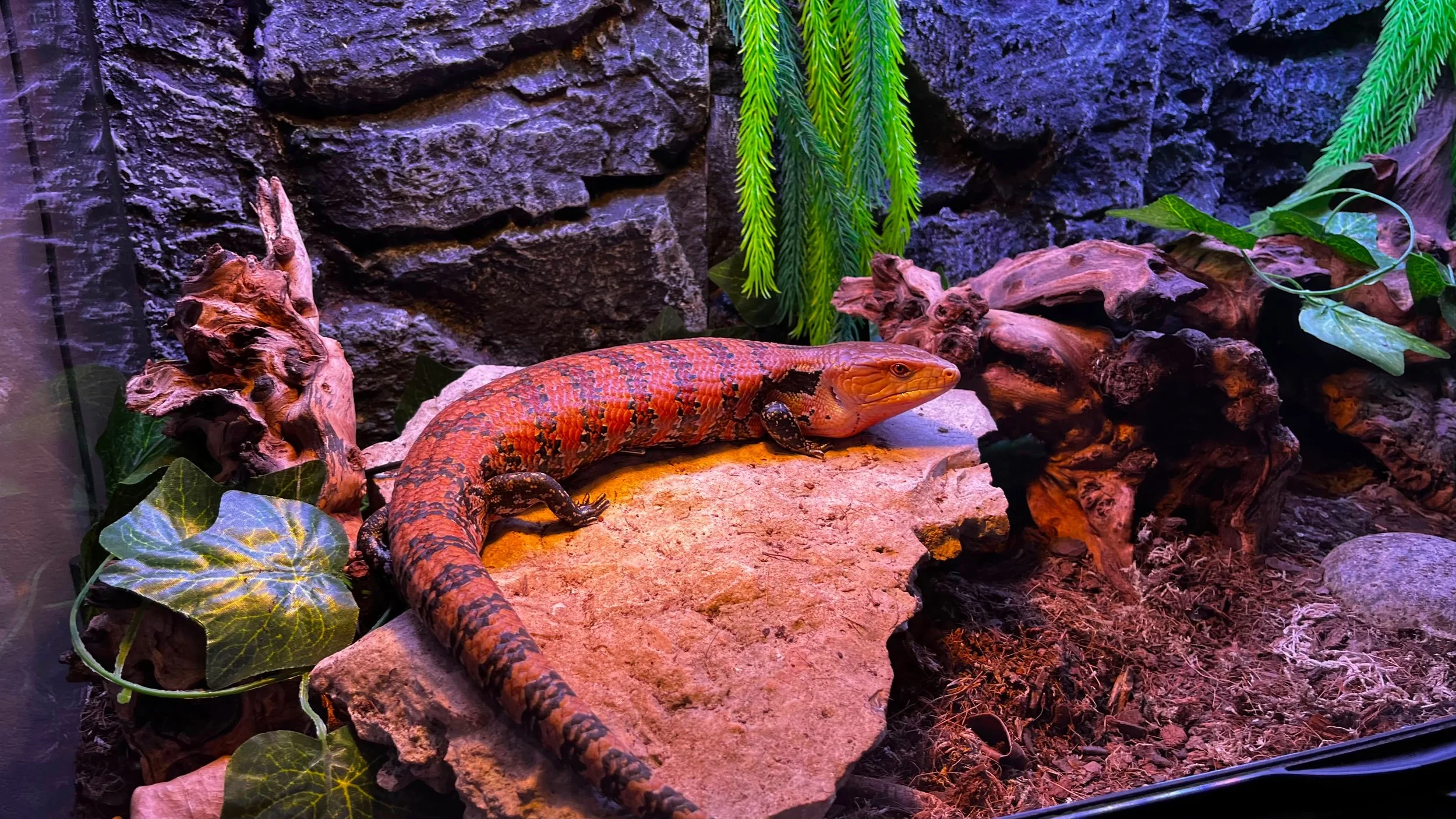 Reptil, probablemente un lagarto de colores naranjas y negras, sobre una roca en un entorno natural con plantas verdes y rocas, iluminado con luces de colores