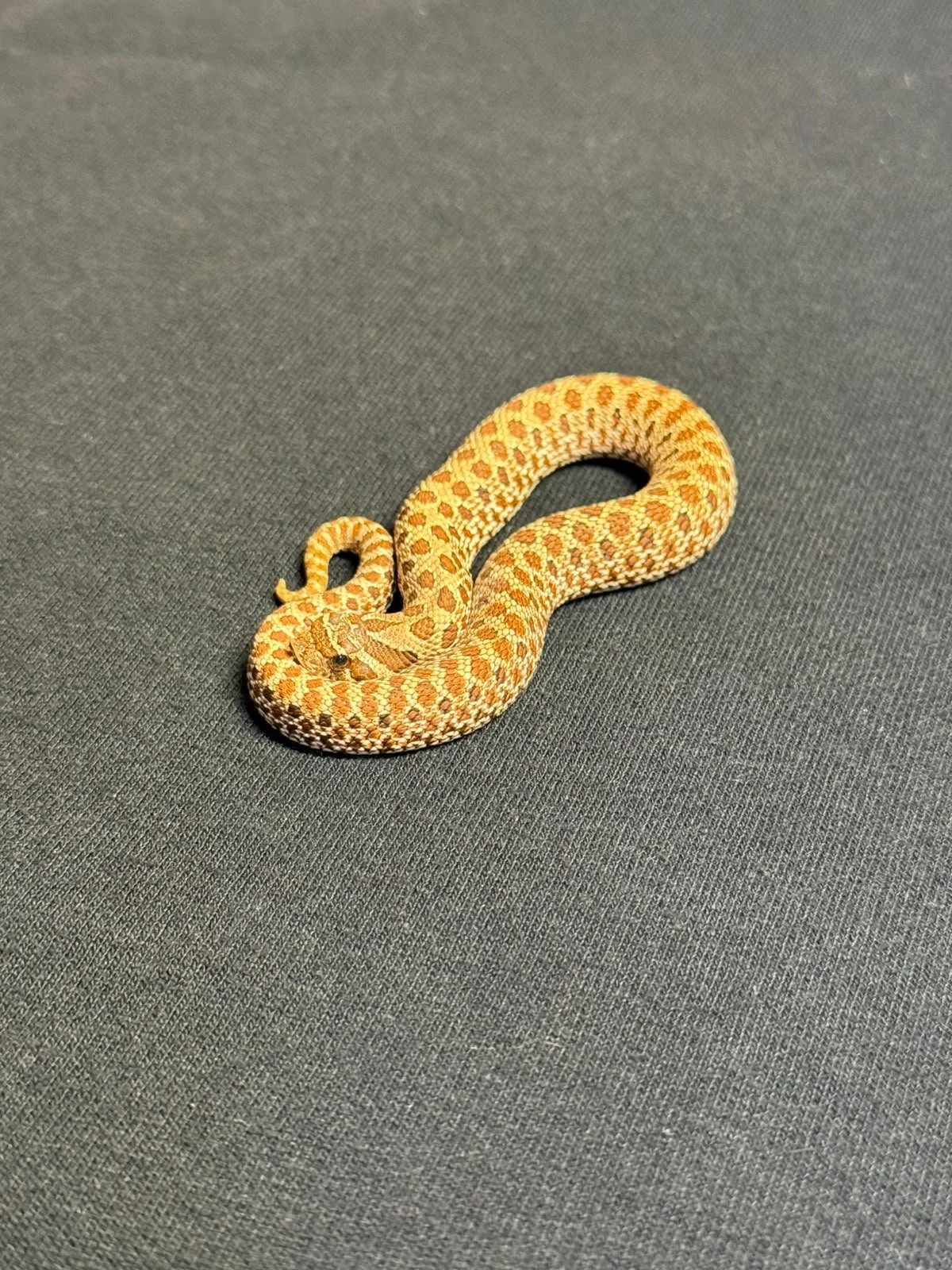 SERPIENTE NARIZ DE CERDO NOMINAL HET AXHANTIC HET ALBINO HEMBRA (HETERODON NASICUS)