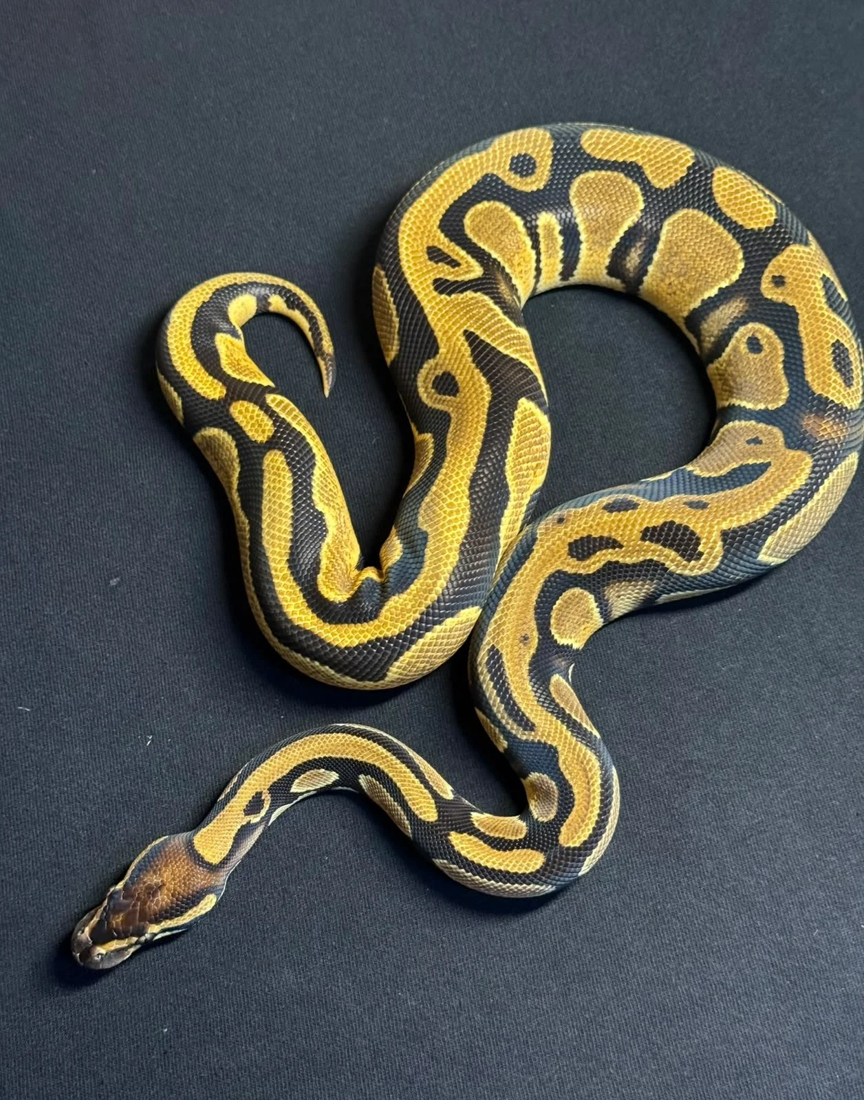 PITÓN BOLA ORANGE DREAM YELLOW BELLY HET PIED HEMBRA (PYTHON REGIUS)