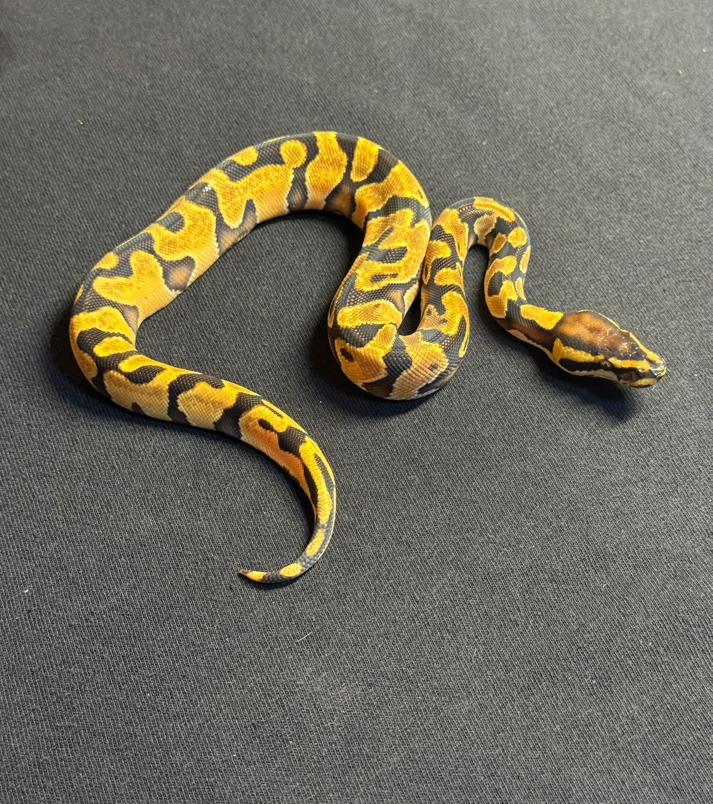 PITÓN BOLA ENCHI ORANGE DREAM HET PIED MACHO  (PYTHON REGIUS)