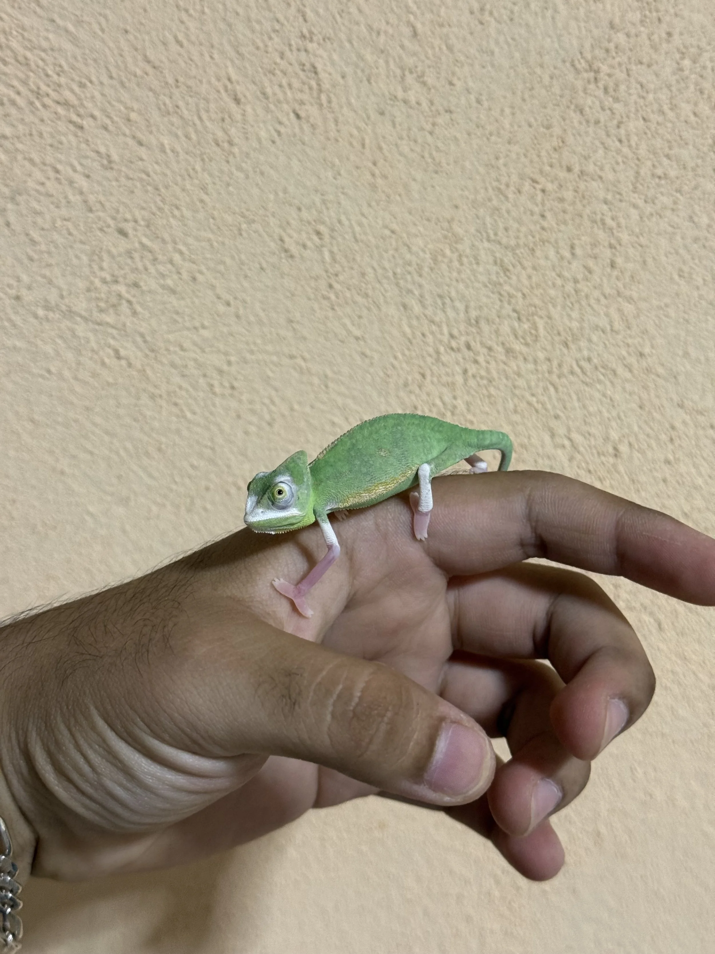Una mano sostiene un pequeño lagarto verde contra un fondo de pared beige.