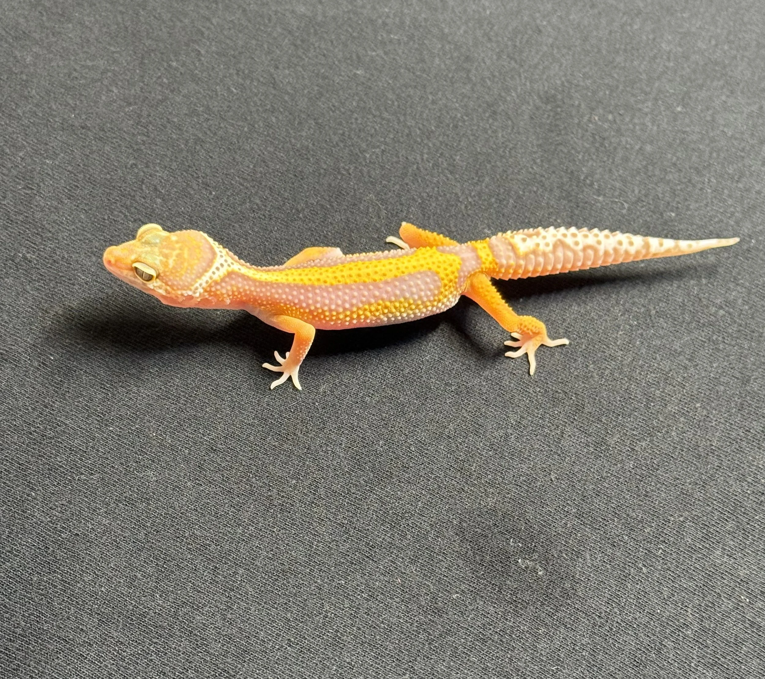 Reptil, lagarto pequeño de colores naranja, rosa y amarillo en un fondo de tela gris.