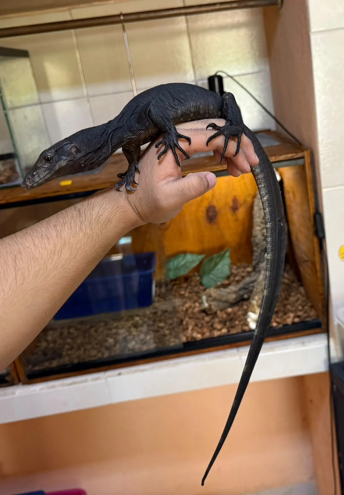 Un lagarto grande y negro sostenido por una mano humana en un entorno con una terrario en el fondo.