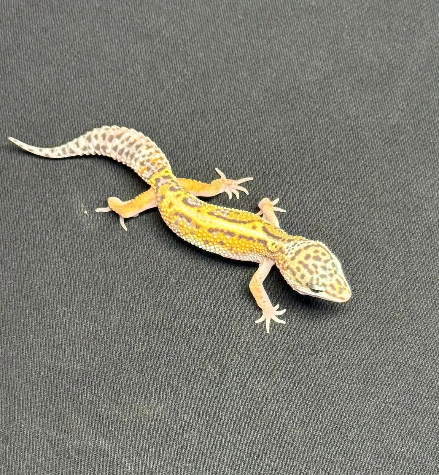 GECKO LEOPARDO TREMPER ALBINO MACK SNOW MACHO (EUBLEPHARIS MACULARIUS)