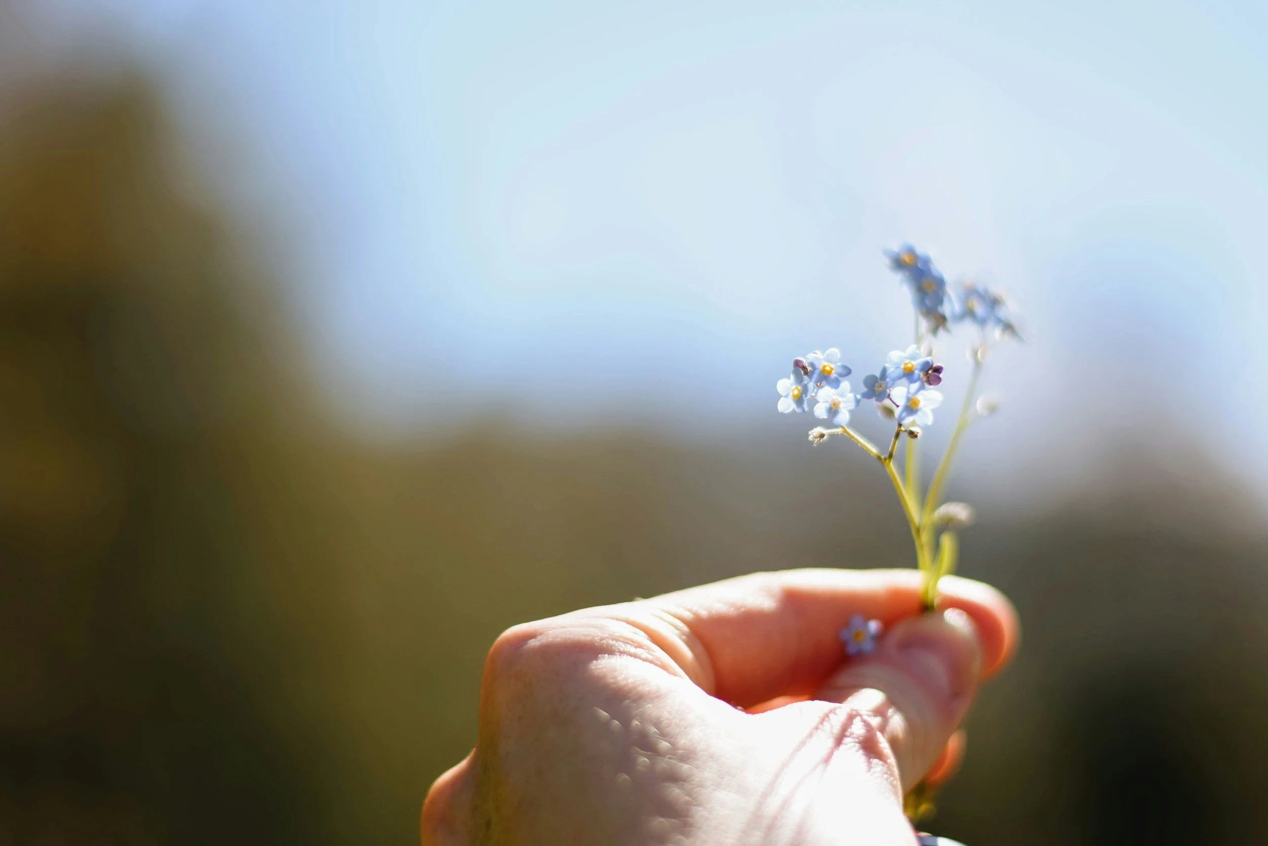 Close-up of a hand holding a small bunch of blue forget-me-not flowers against a bright sky background.