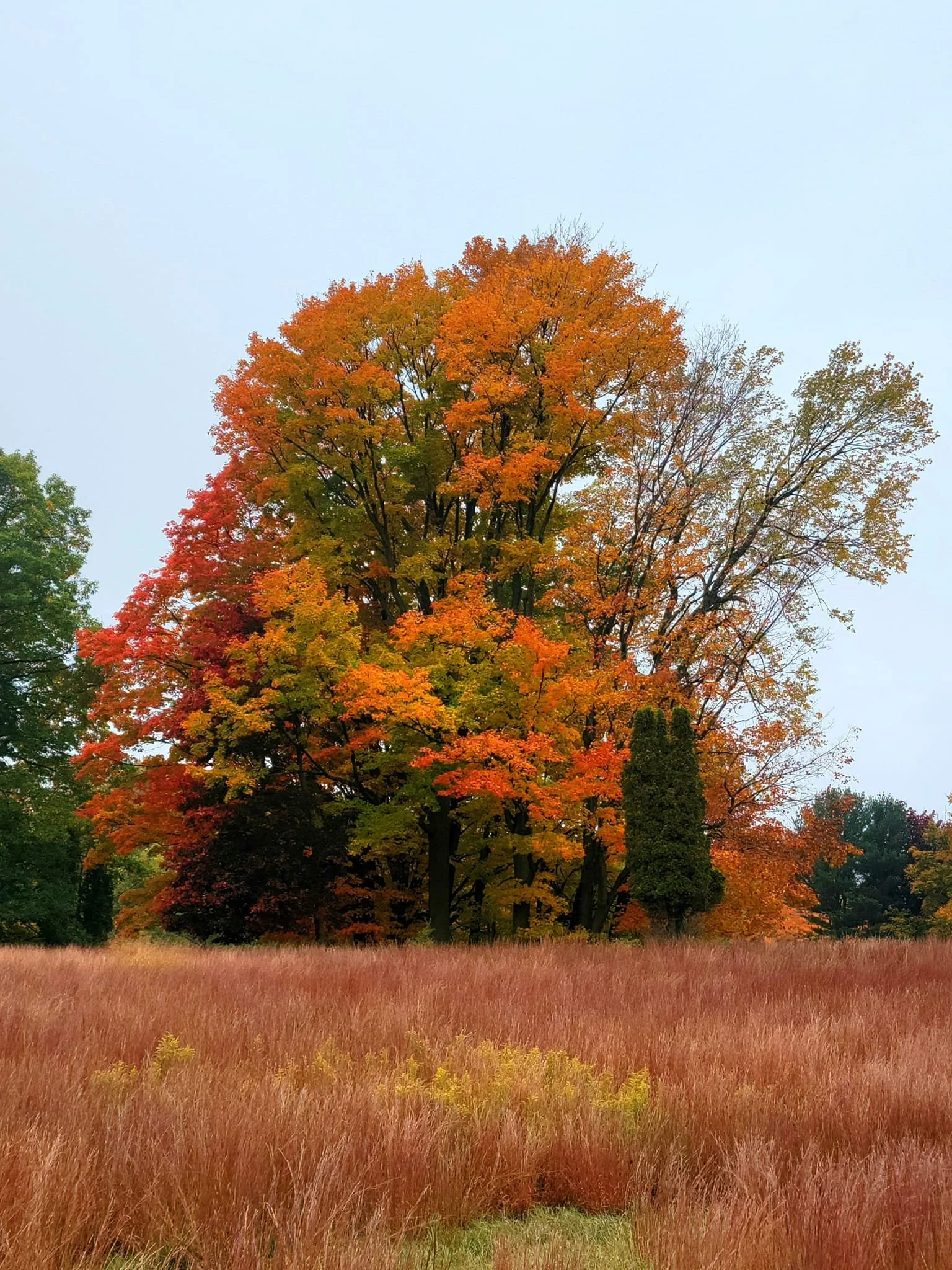 FALC Prairie in autumn 8.jpg