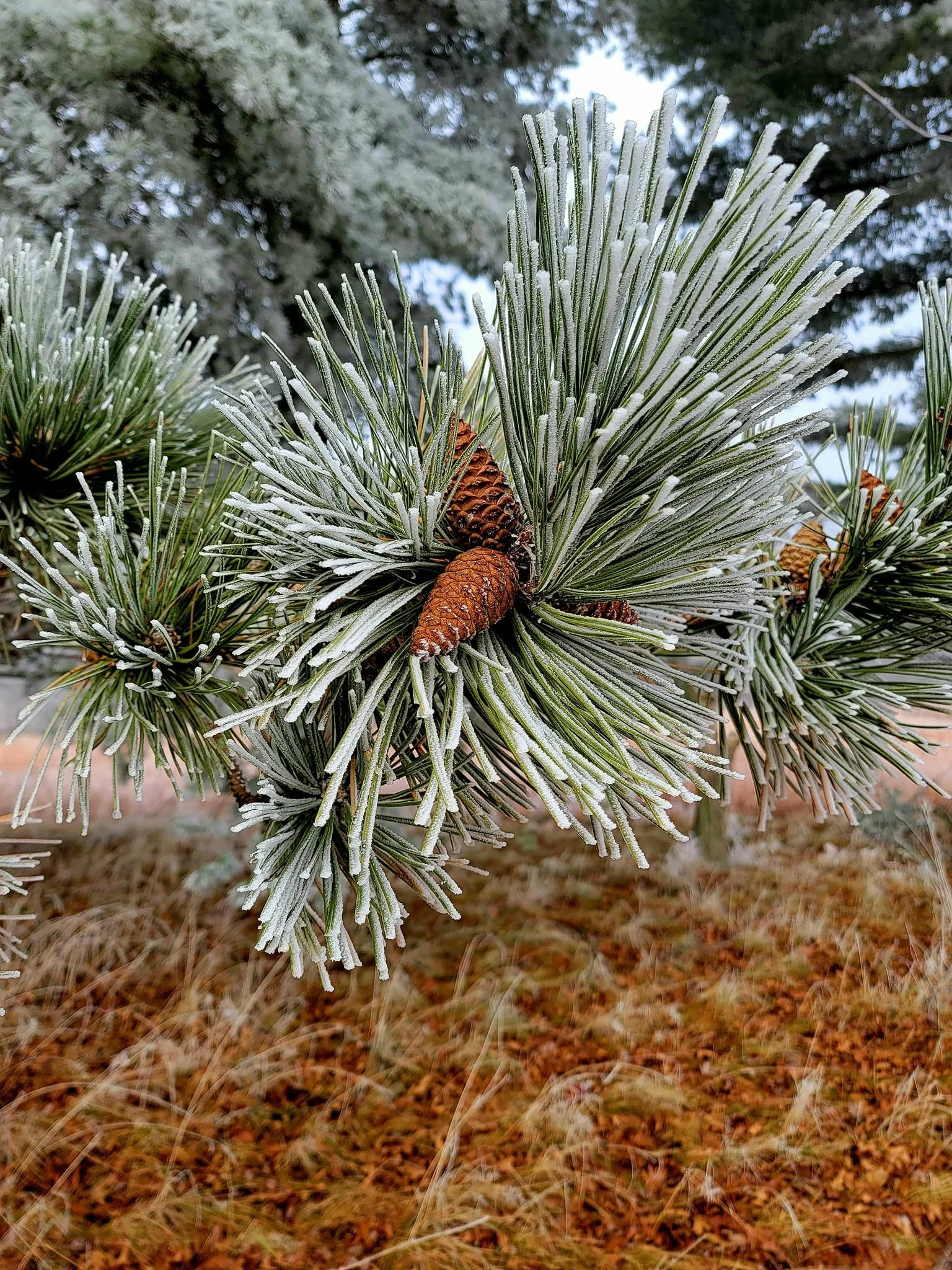 FALC mild winter 2023-24 - 00.jpg