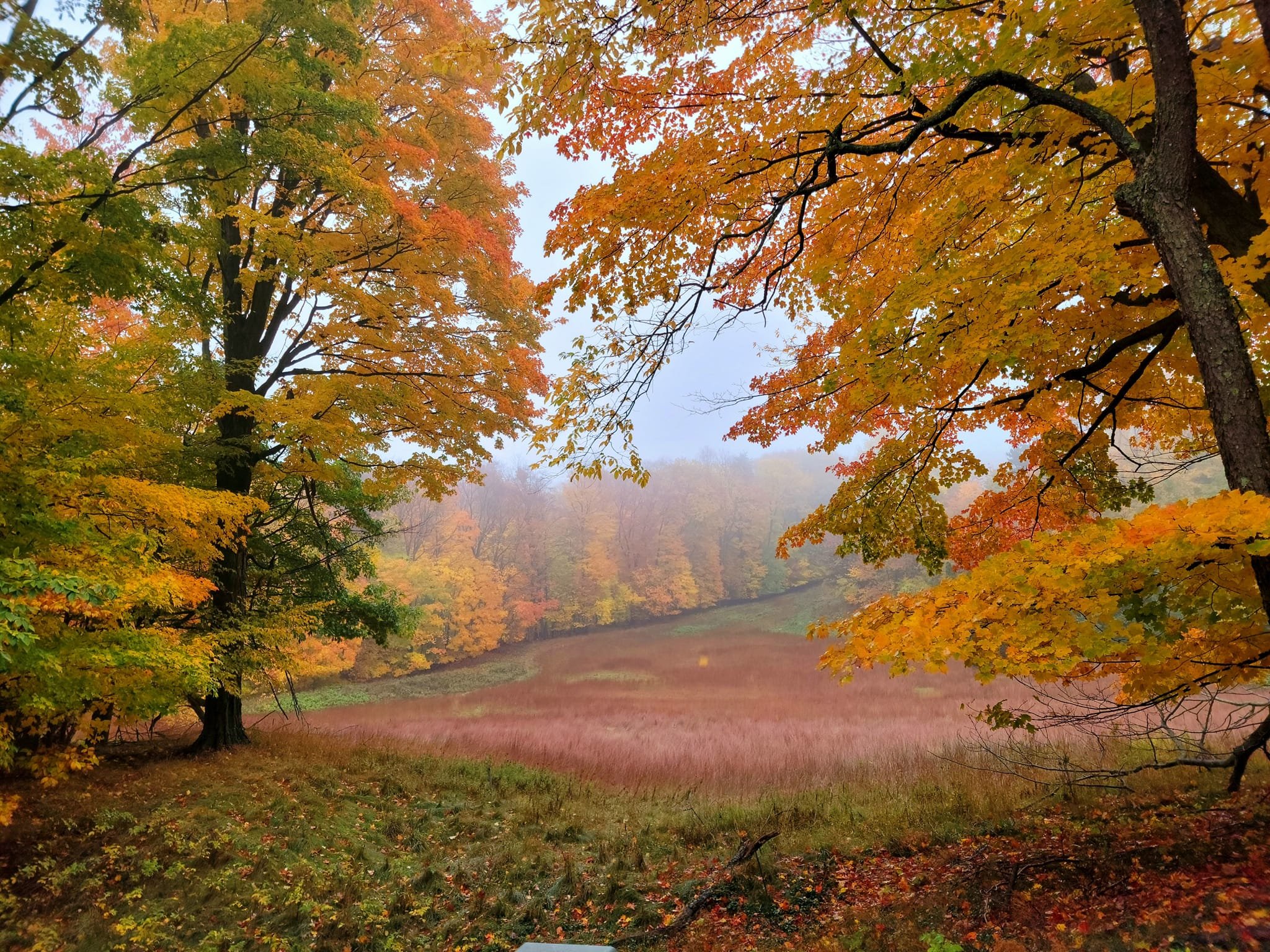 FALC Prairie in autumn 4.jpg