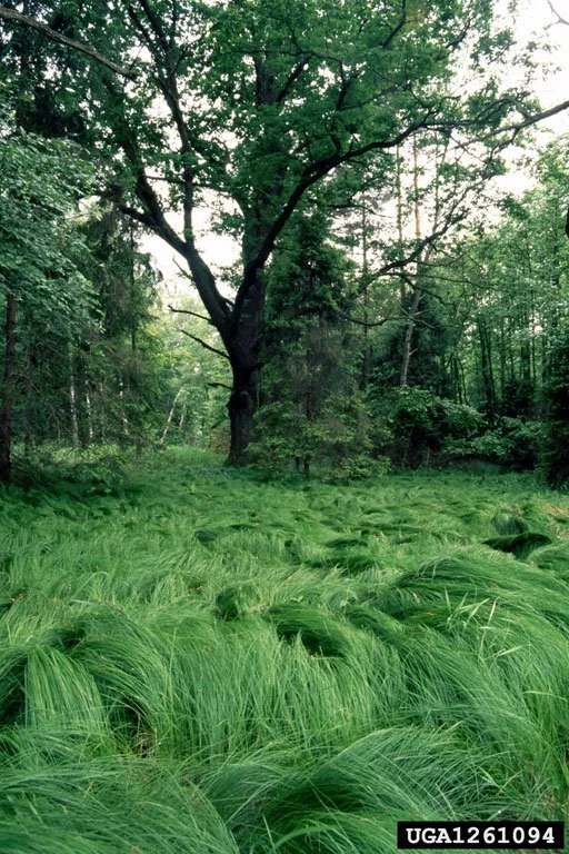 Wood Bluegrass