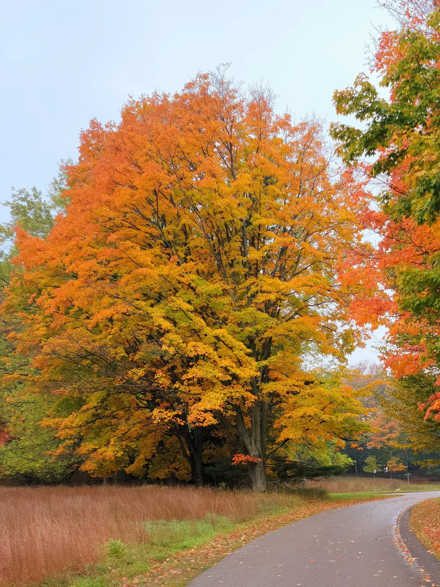 FALC Prairie in autumn 7.jpg