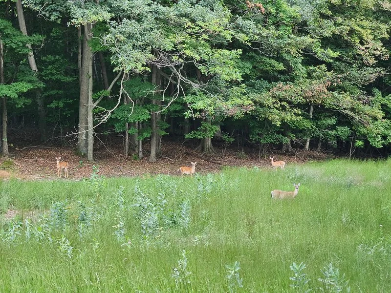 falc-summer-2023-post-burn-5-wildlife.jpg
