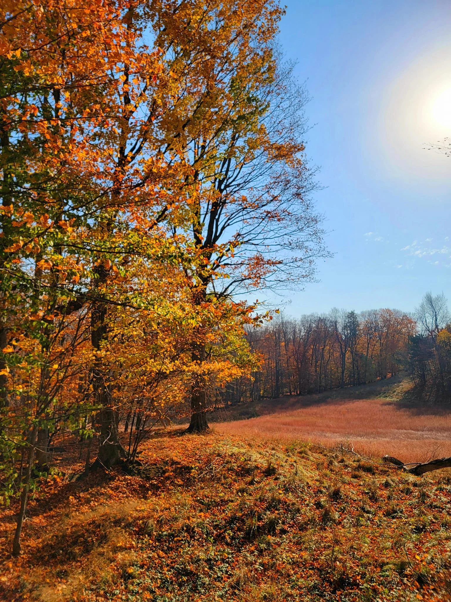 FALC fall backside 2024 1.jpg