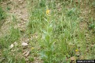 Common Mullein