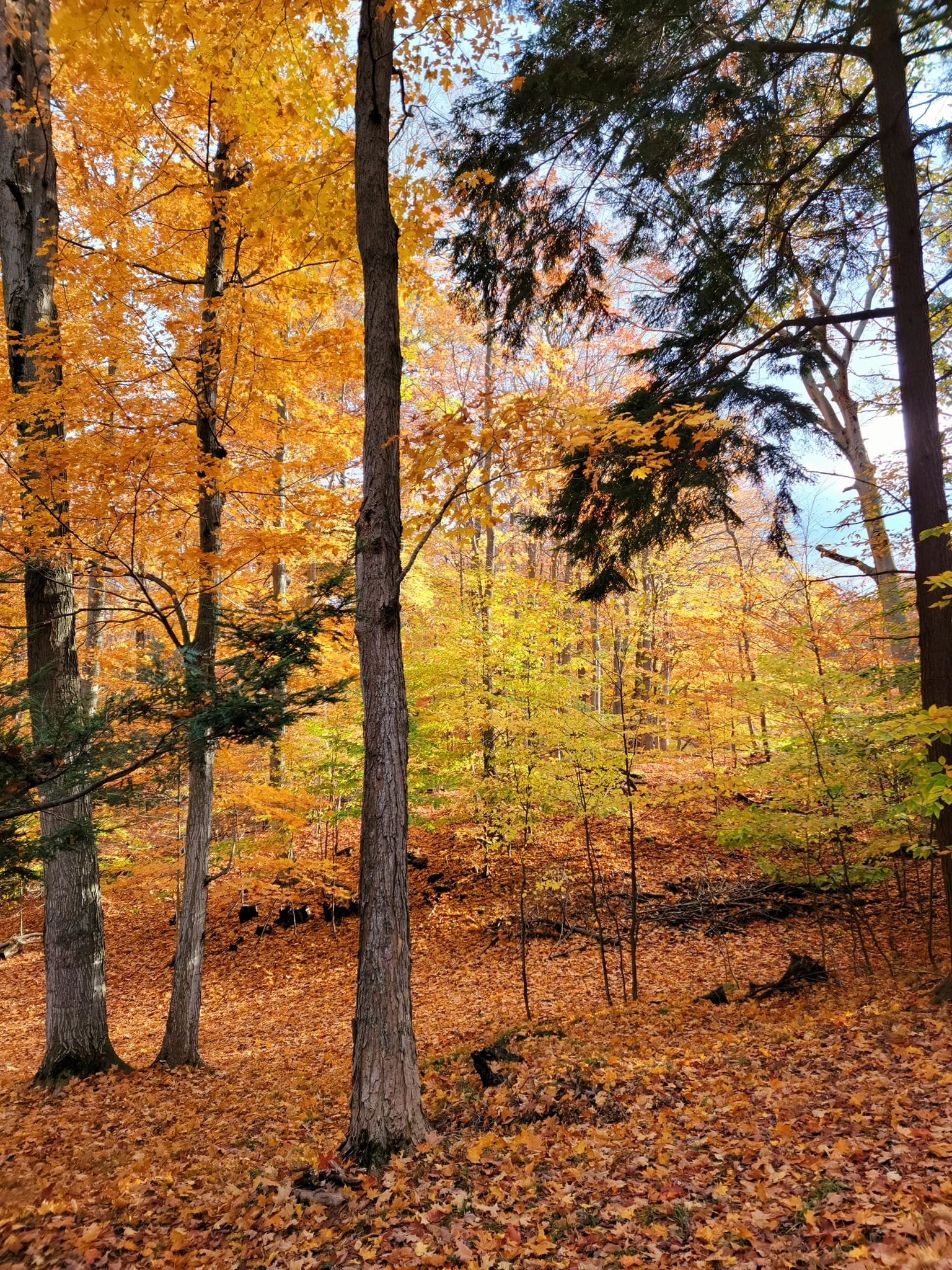 FALC Hill in autumn 6.jpg