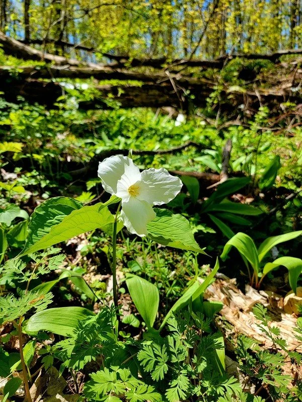 falc-spring-trillium.jpg