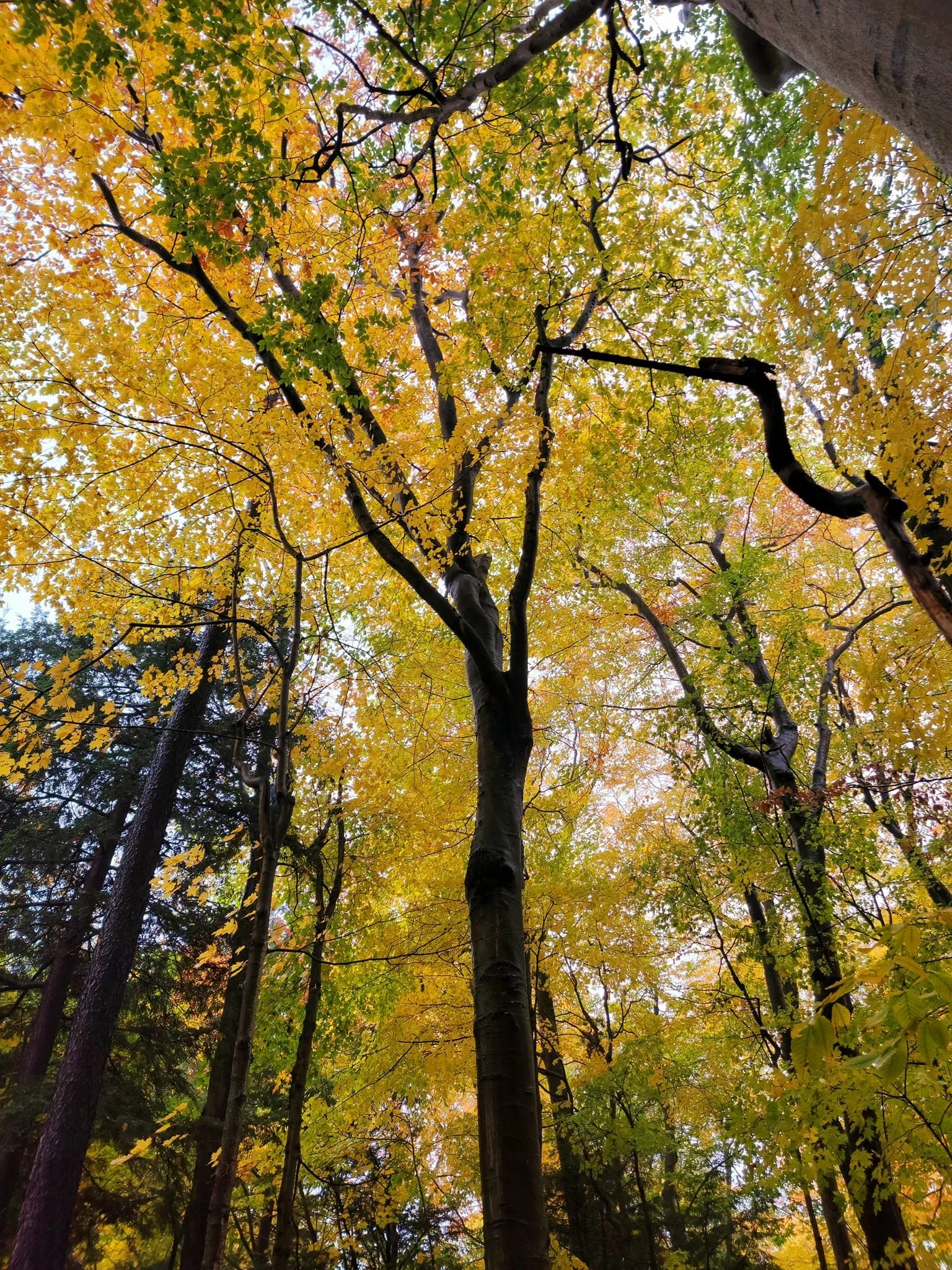 FALC Hill Canopy in autumn 1.jpg