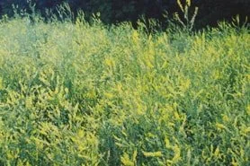 Yellow Sweet Clover