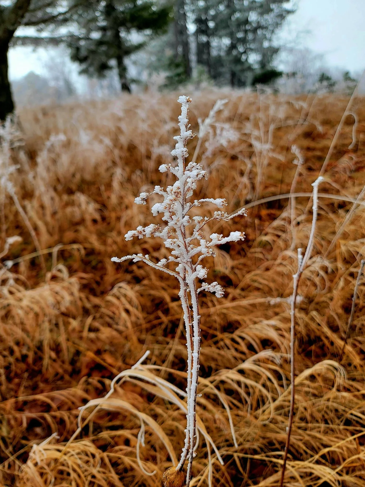 FALC mild winter 2023-24 - 04.jpg