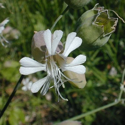 Bladder Campion