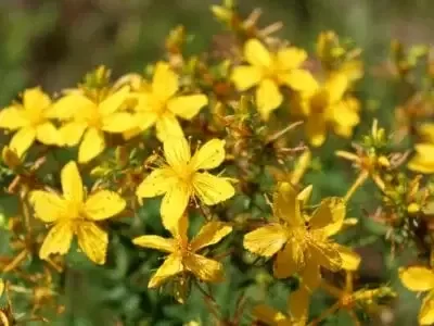 St. John's Wort