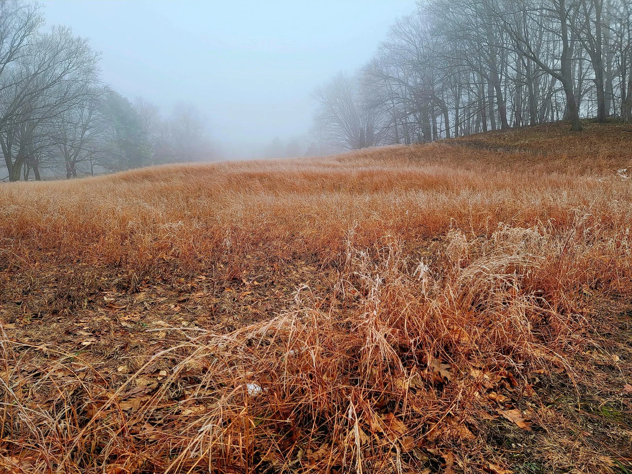 FALC mild winter 2023-24 - 06.jpg
