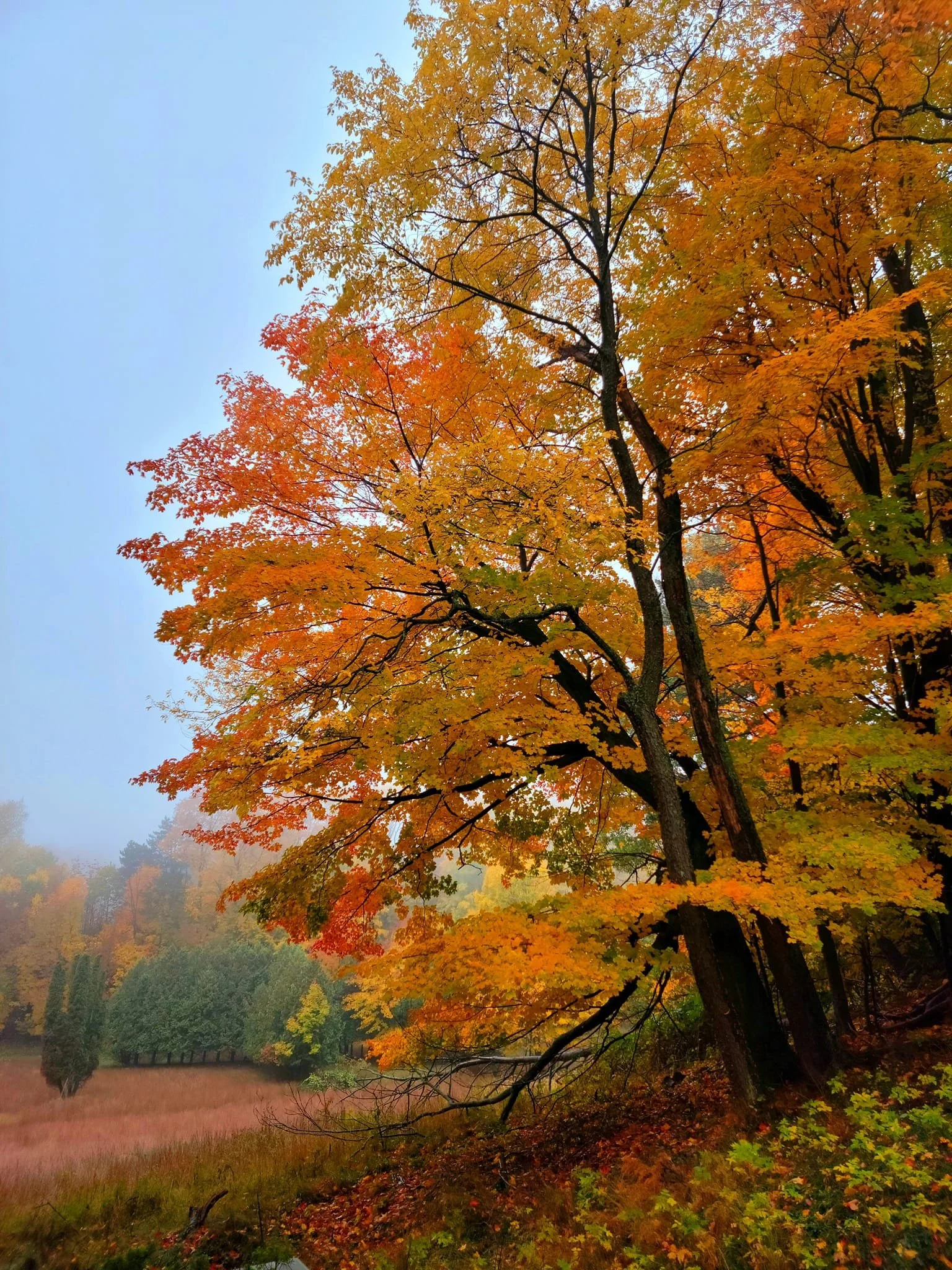 FALC Prairie in autumn 2.jpg