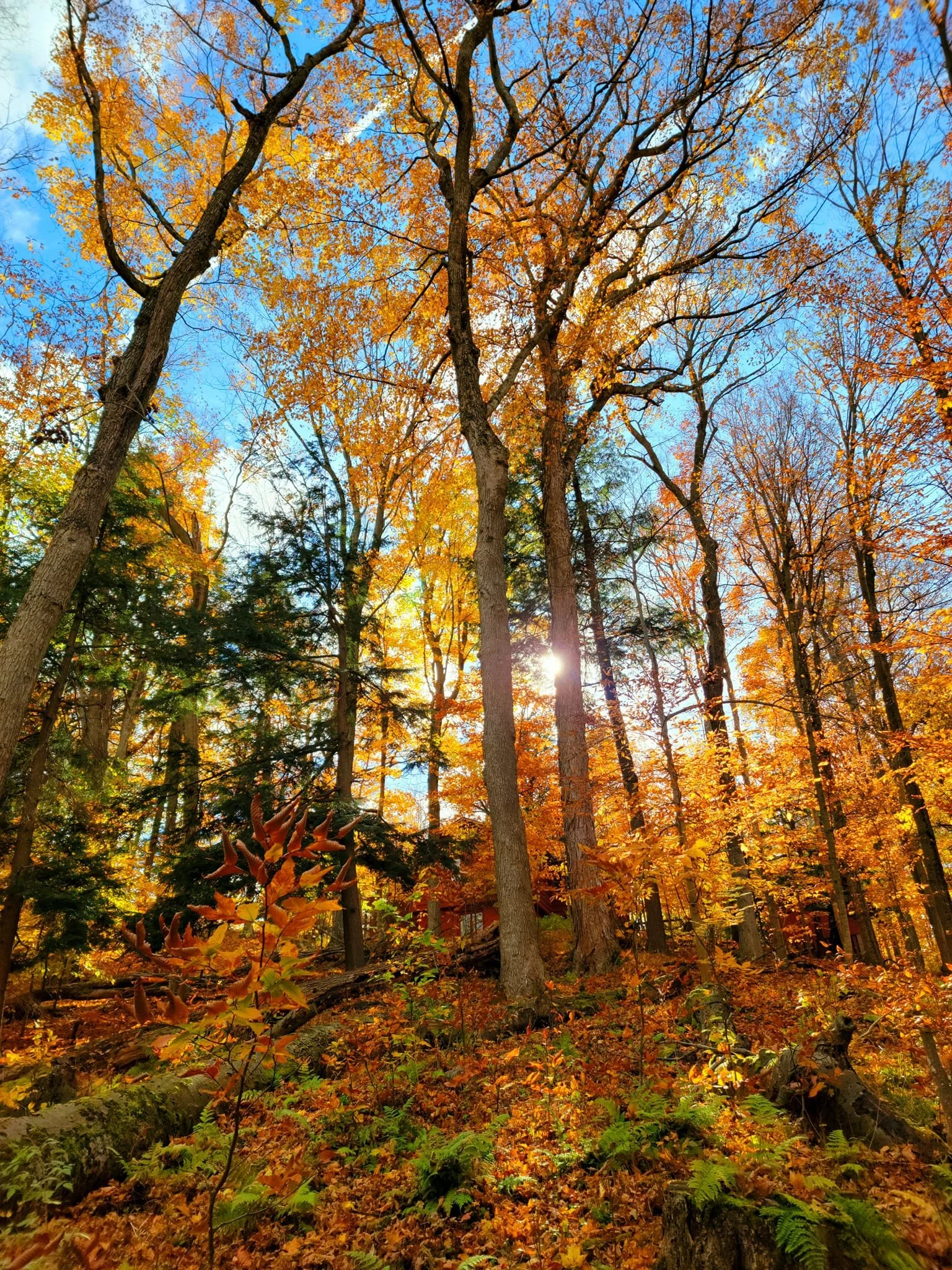 FALC Hill in autumn 1.jpg