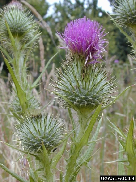 Bull Thistle