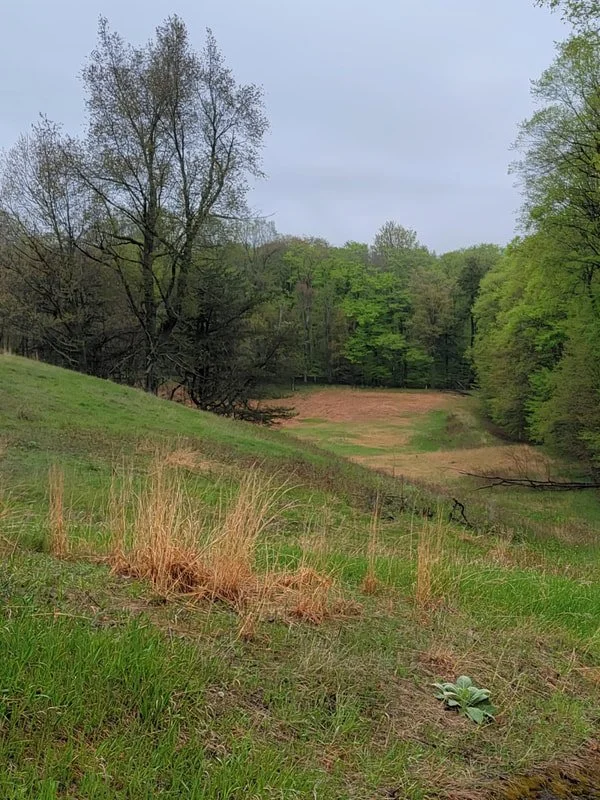 falc spring hillside.jpg